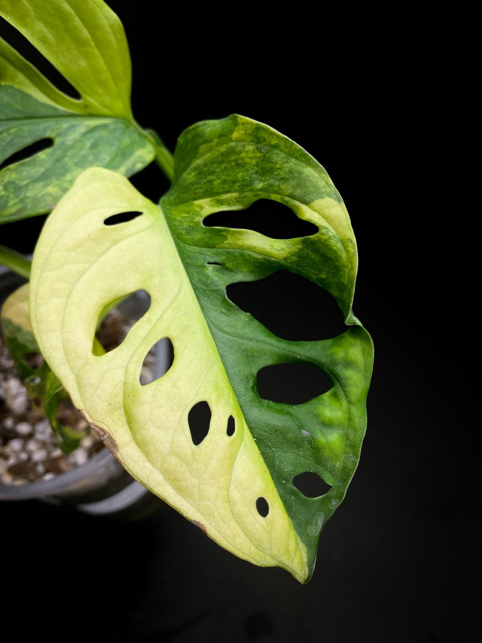 Monstera Adansonii Aurea 4 Leaves 5 Nodes 1 Growing Bud top cutting Rooted