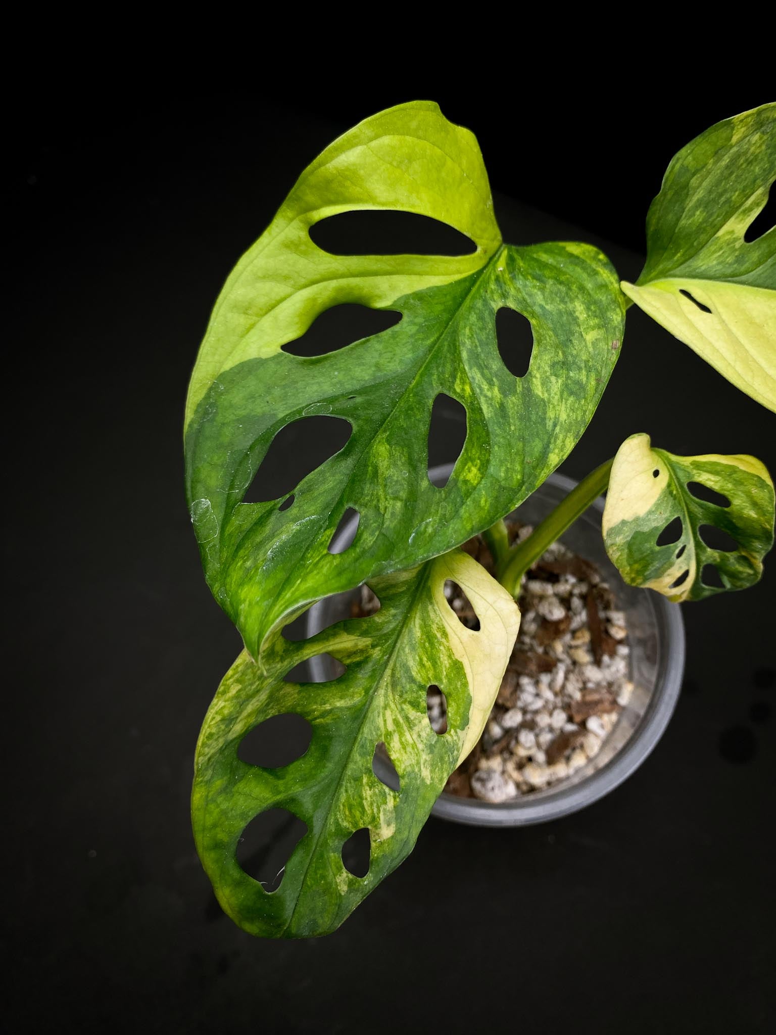 Monstera Adansonii Aurea 4 Leaves 5 Nodes 1 Growing Bud top cutting Rooted