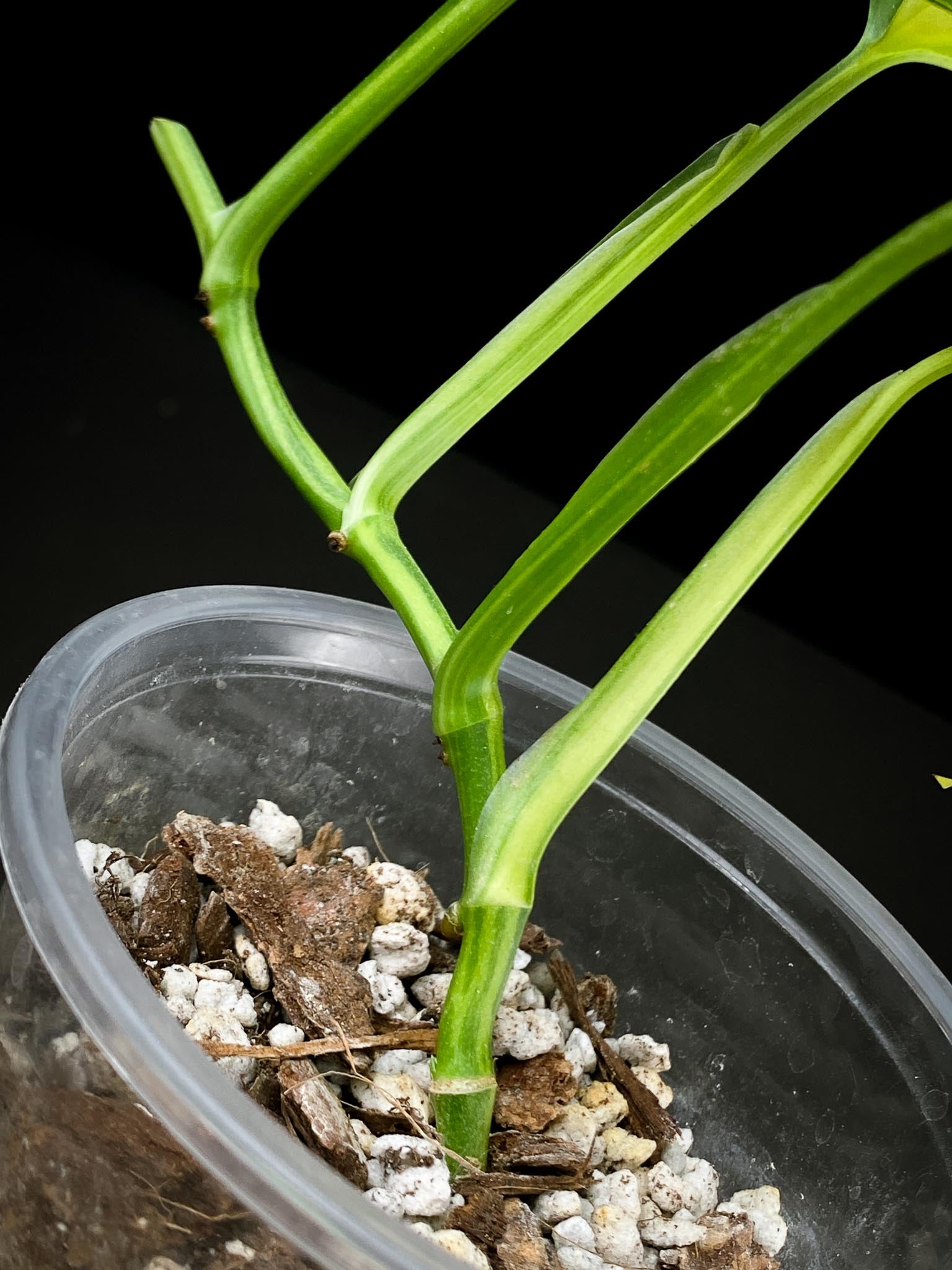 Monstera Adansonii Aurea 4 Leaves 5 Nodes 1 Growing Bud top cutting Rooted