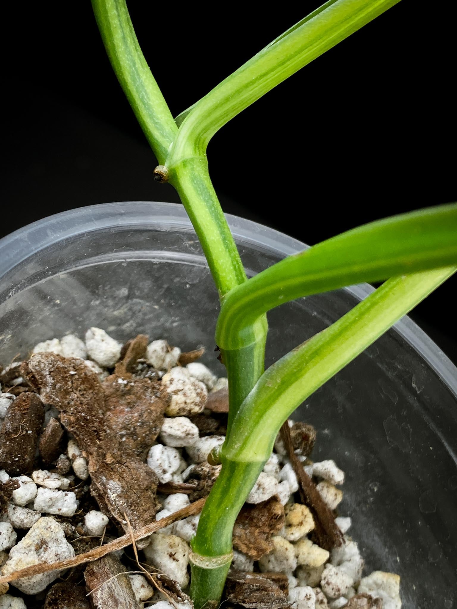 Monstera Adansonii Aurea 4 Leaves 5 Nodes 1 Growing Bud top cutting Rooted