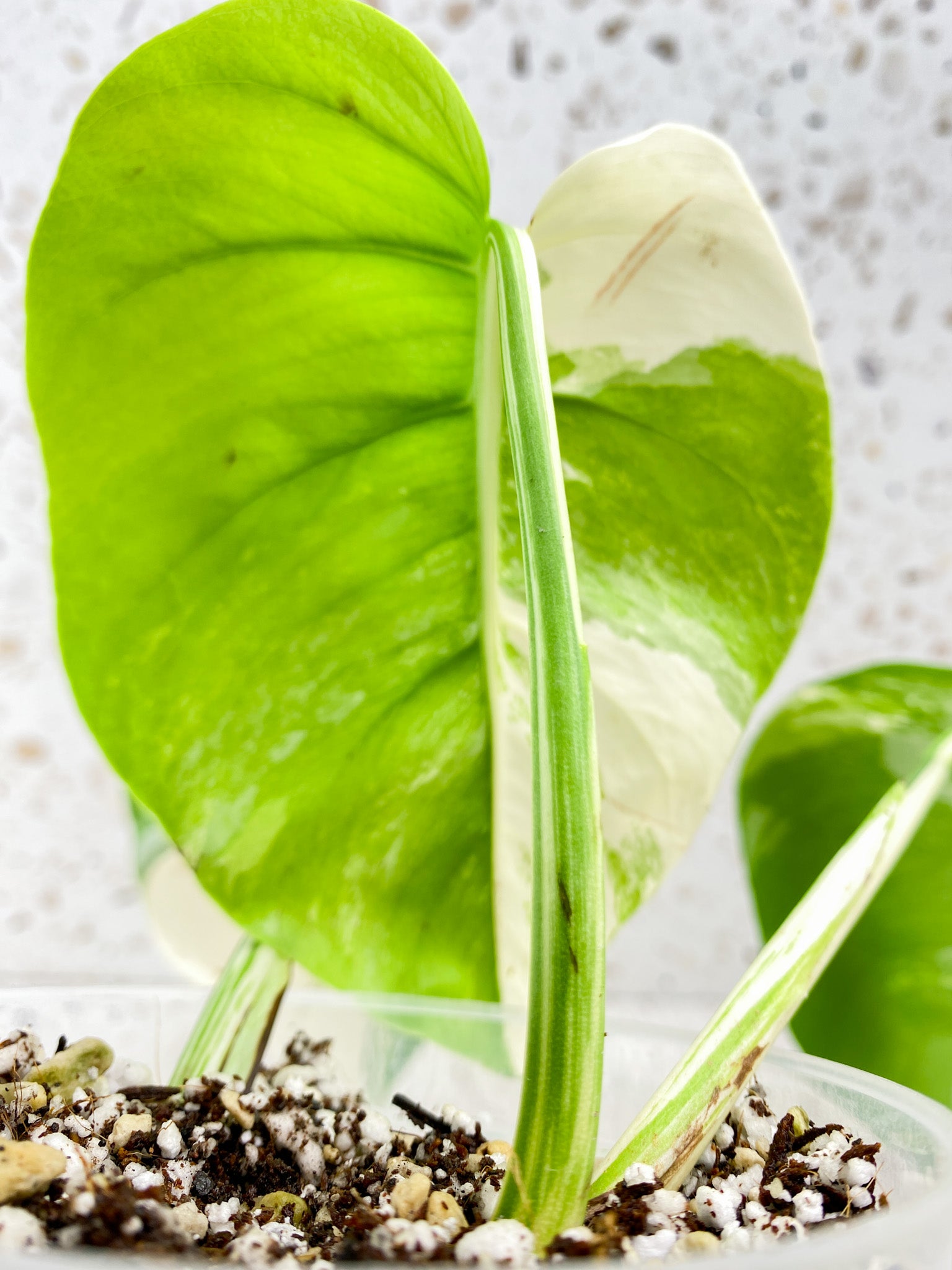 Monstera Albo White Tiger 3 leaf top cutting