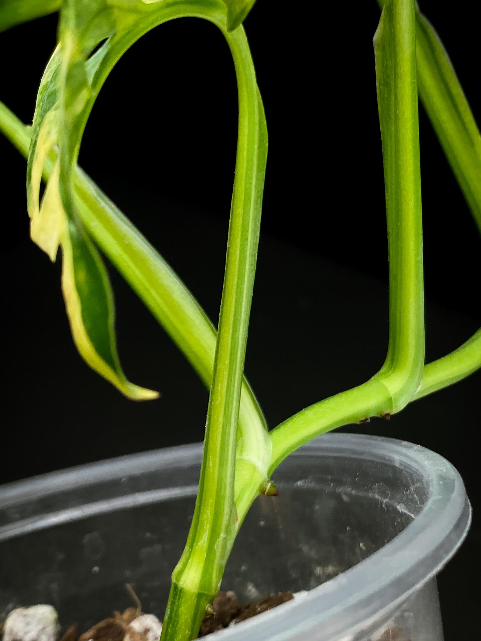 Monstera Adansonii Aurea 4 Leaves 5 Nodes 1 Growing Bud top cutting Rooted