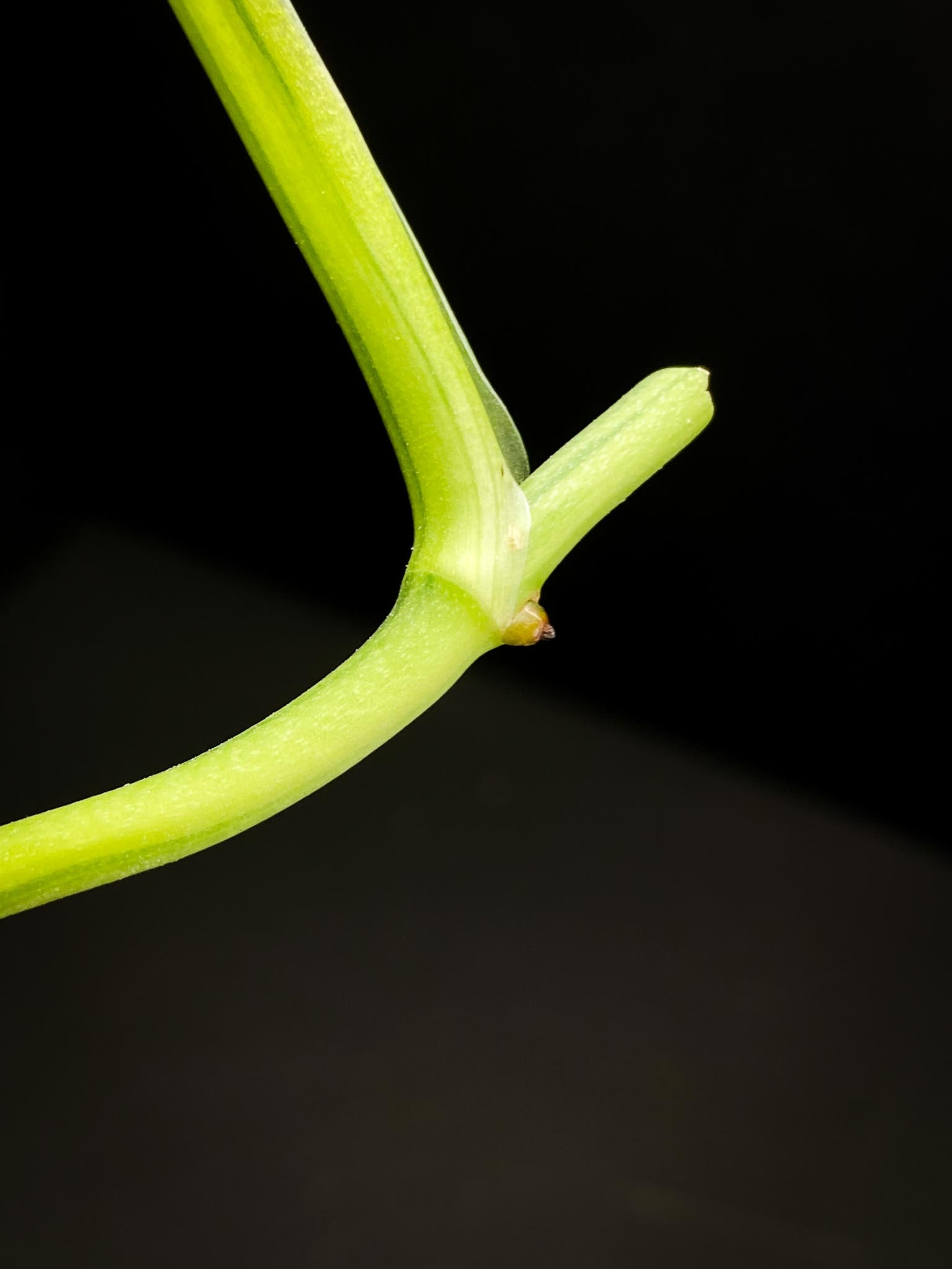 Monstera Adansonii Aurea 4 Leaves 5 Nodes 1 Growing Bud top cutting Rooted