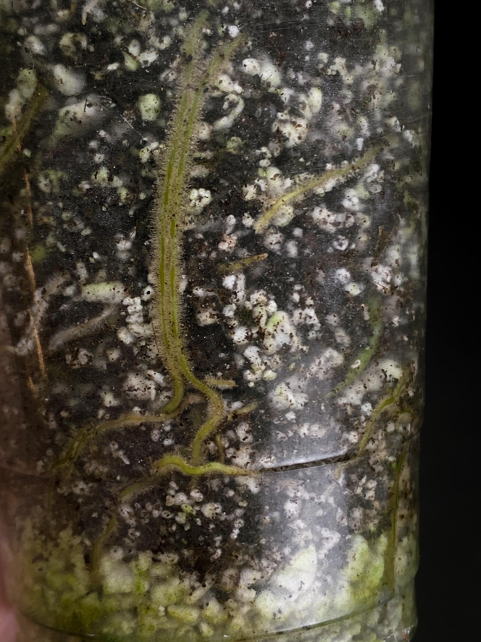 Monstera Adansonii Aurea 4 Leaves 5 Nodes 1 Growing Bud top cutting Rooted