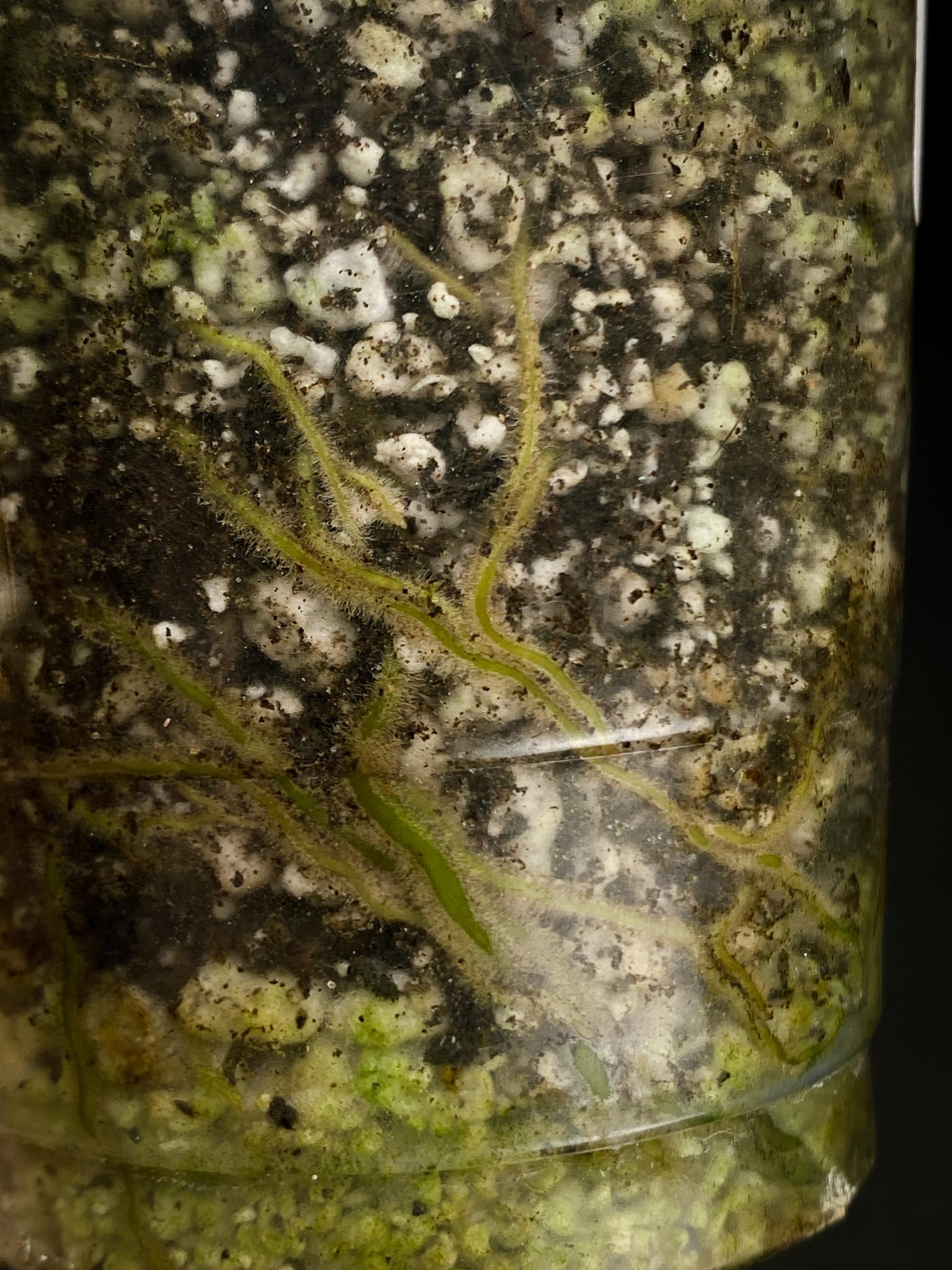 Monstera Adansonii Aurea 4 Leaves 5 Nodes 1 Growing Bud top cutting Rooted