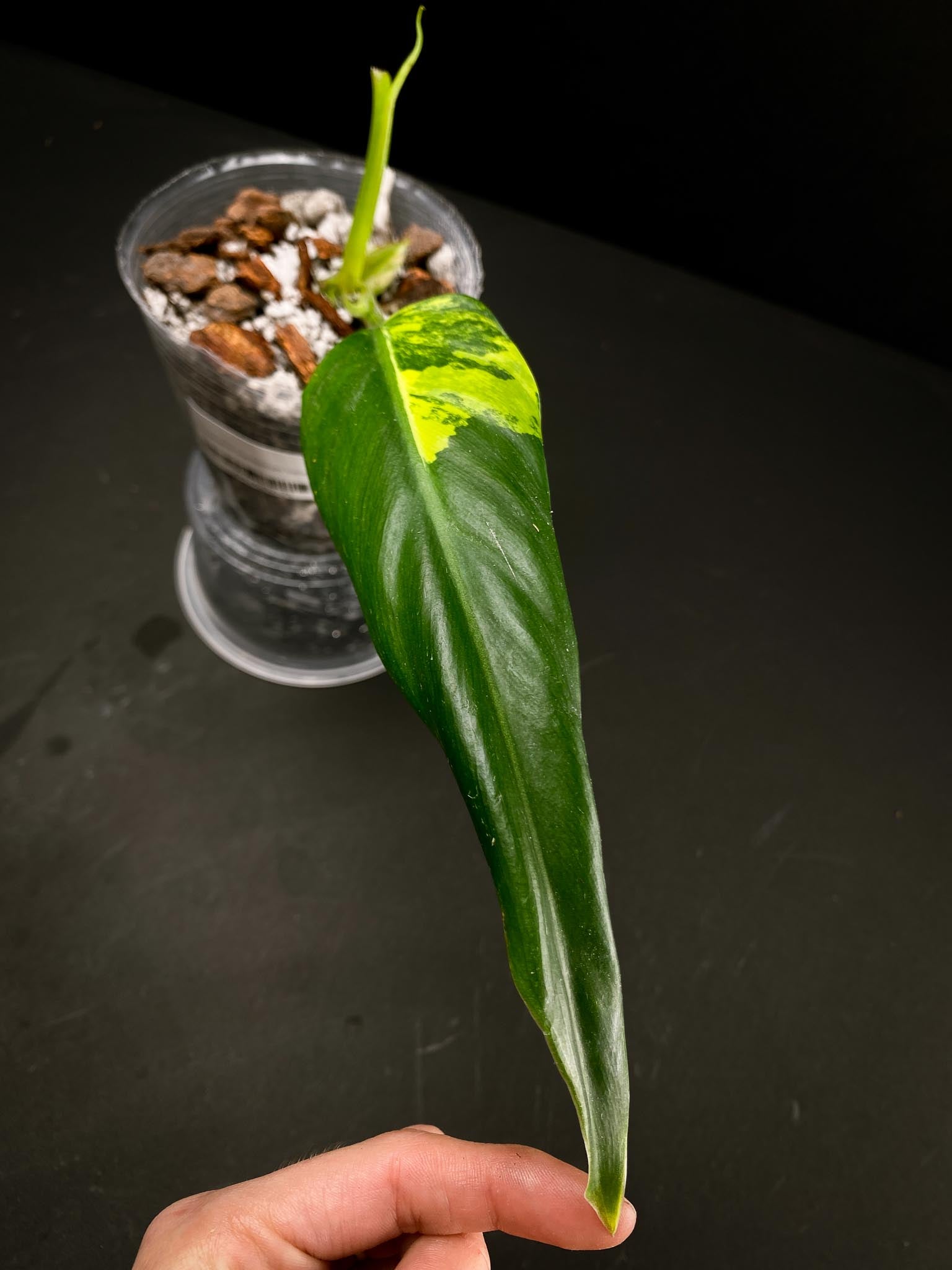 Philodendron Domesticum Variegated 1 Leaf 2 Nodes 1 Sprout Rooted