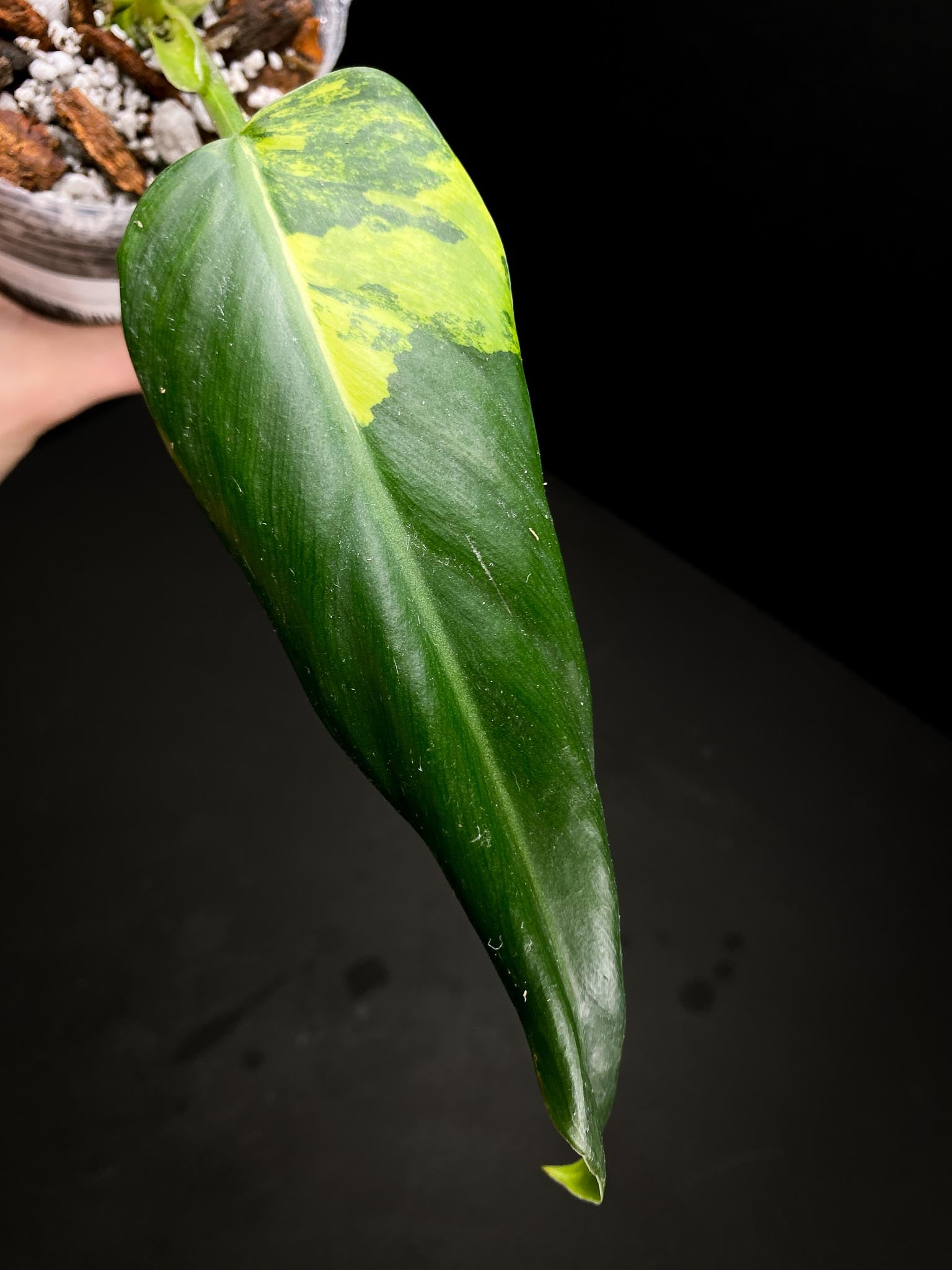 Philodendron Domesticum Variegated 1 Leaf 2 Nodes 1 Sprout Rooted