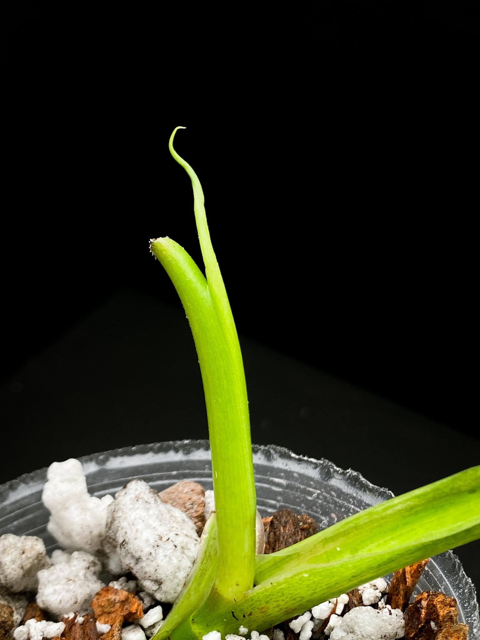 Philodendron Domesticum Variegated 1 Leaf 2 Nodes 1 Sprout Rooted