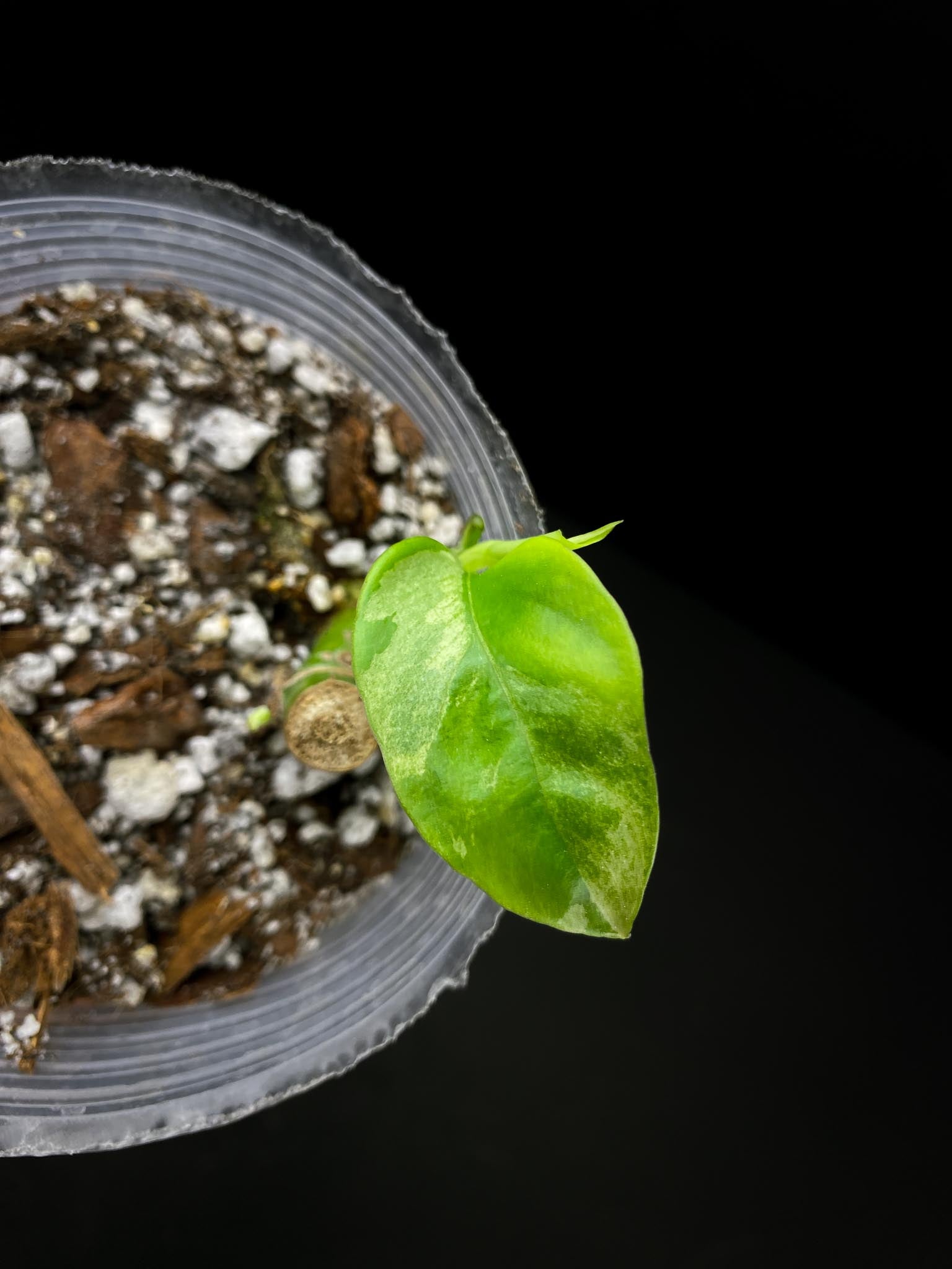 Rhaphidophora tetrasperma albo variegated 1 Leaf 3 Nodes 1 Growing Bud