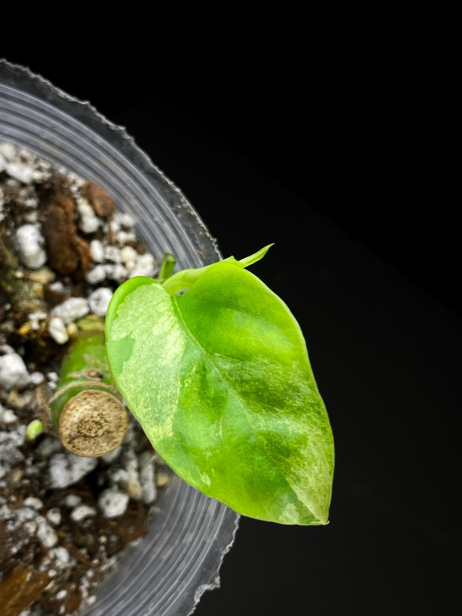Rhaphidophora tetrasperma albo variegated 1 Leaf 3 Nodes 1 Growing Bud