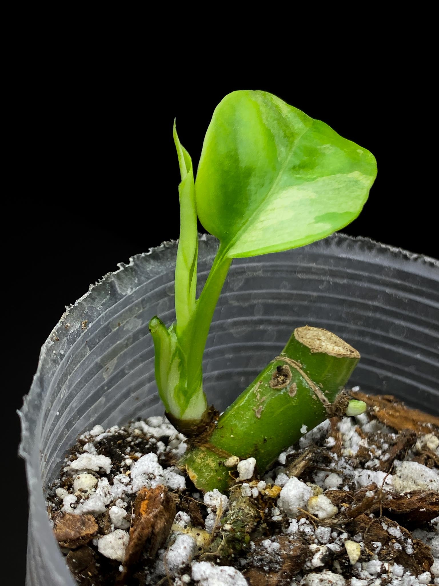 Rhaphidophora tetrasperma albo variegated 1 Leaf 3 Nodes 1 Growing Bud