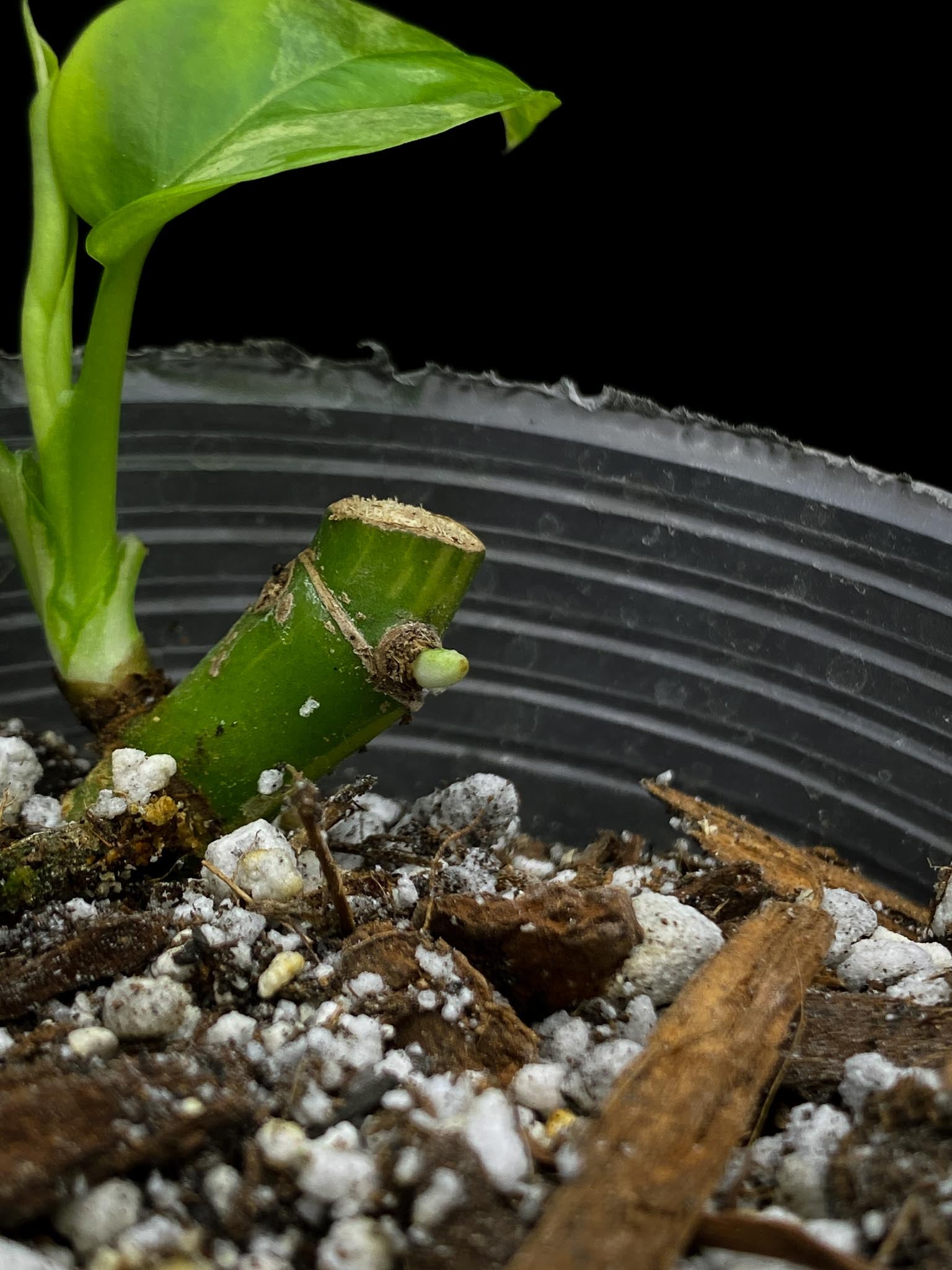 Rhaphidophora tetrasperma albo variegated 1 Leaf 3 Nodes 1 Growing Bud