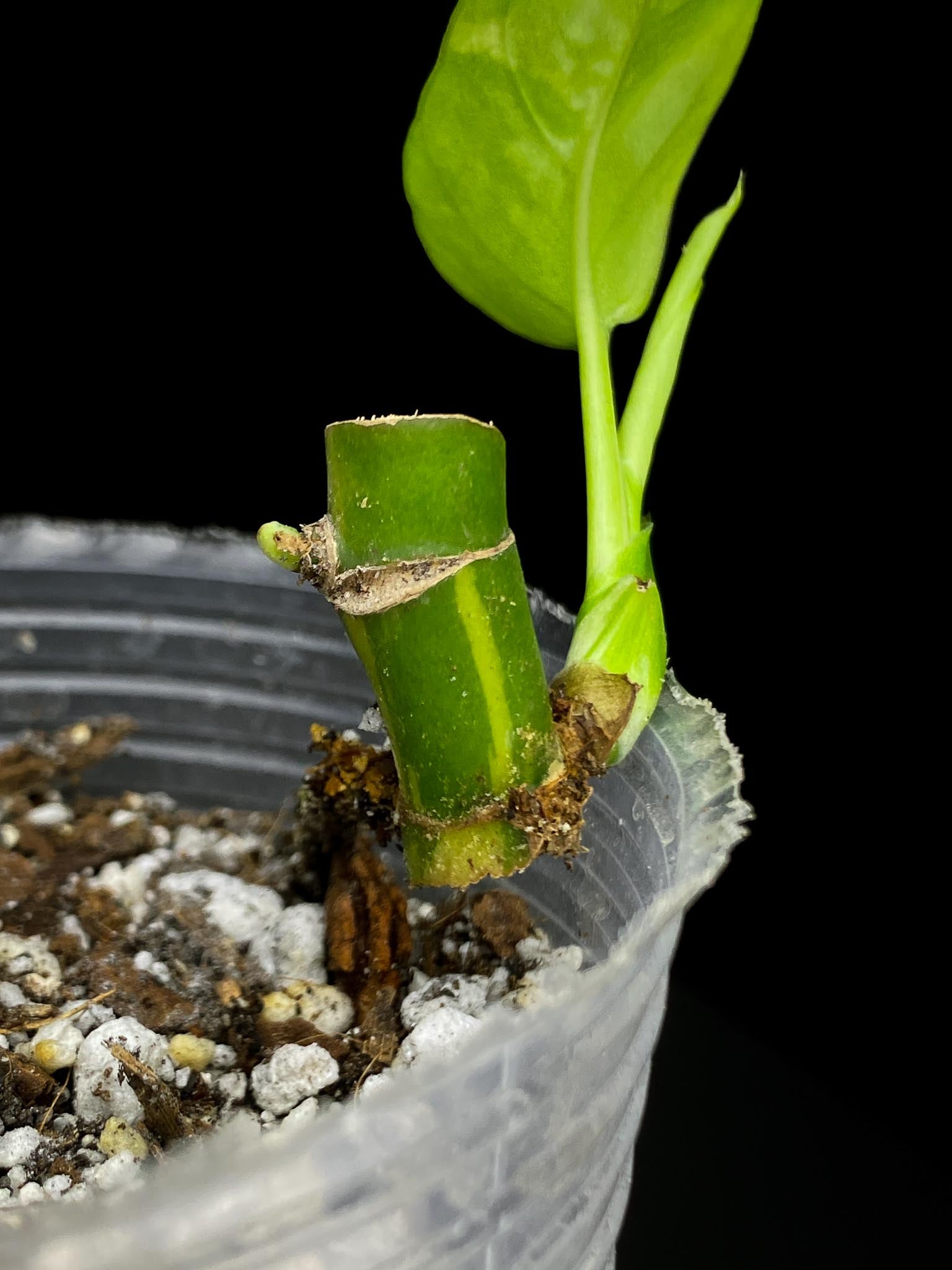 Rhaphidophora tetrasperma albo variegated 1 Leaf 3 Nodes 1 Growing Bud