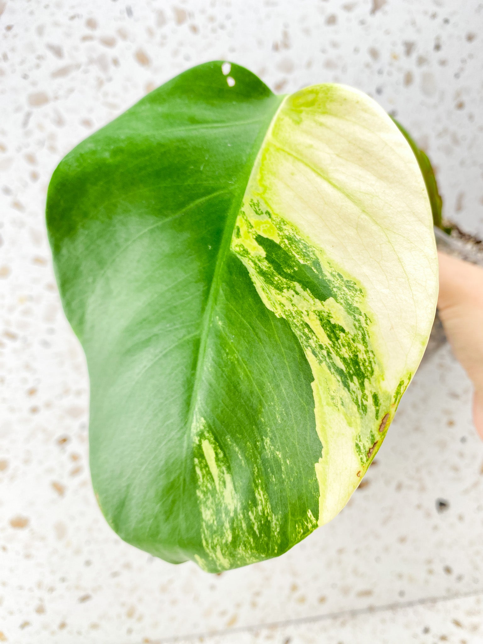 Monstera Aurea Tricolor 1 leaf