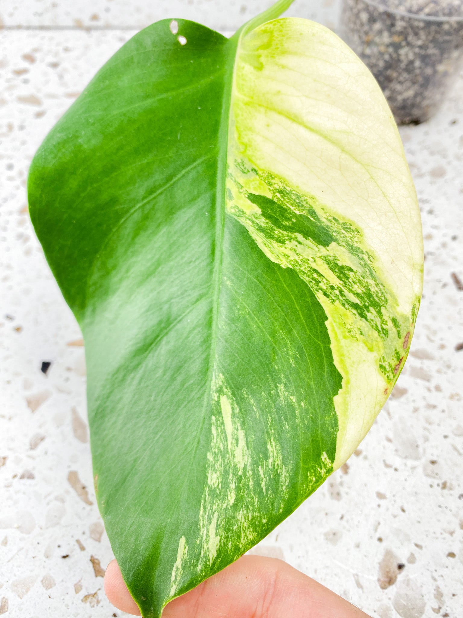 Monstera Aurea Tricolor 1 leaf