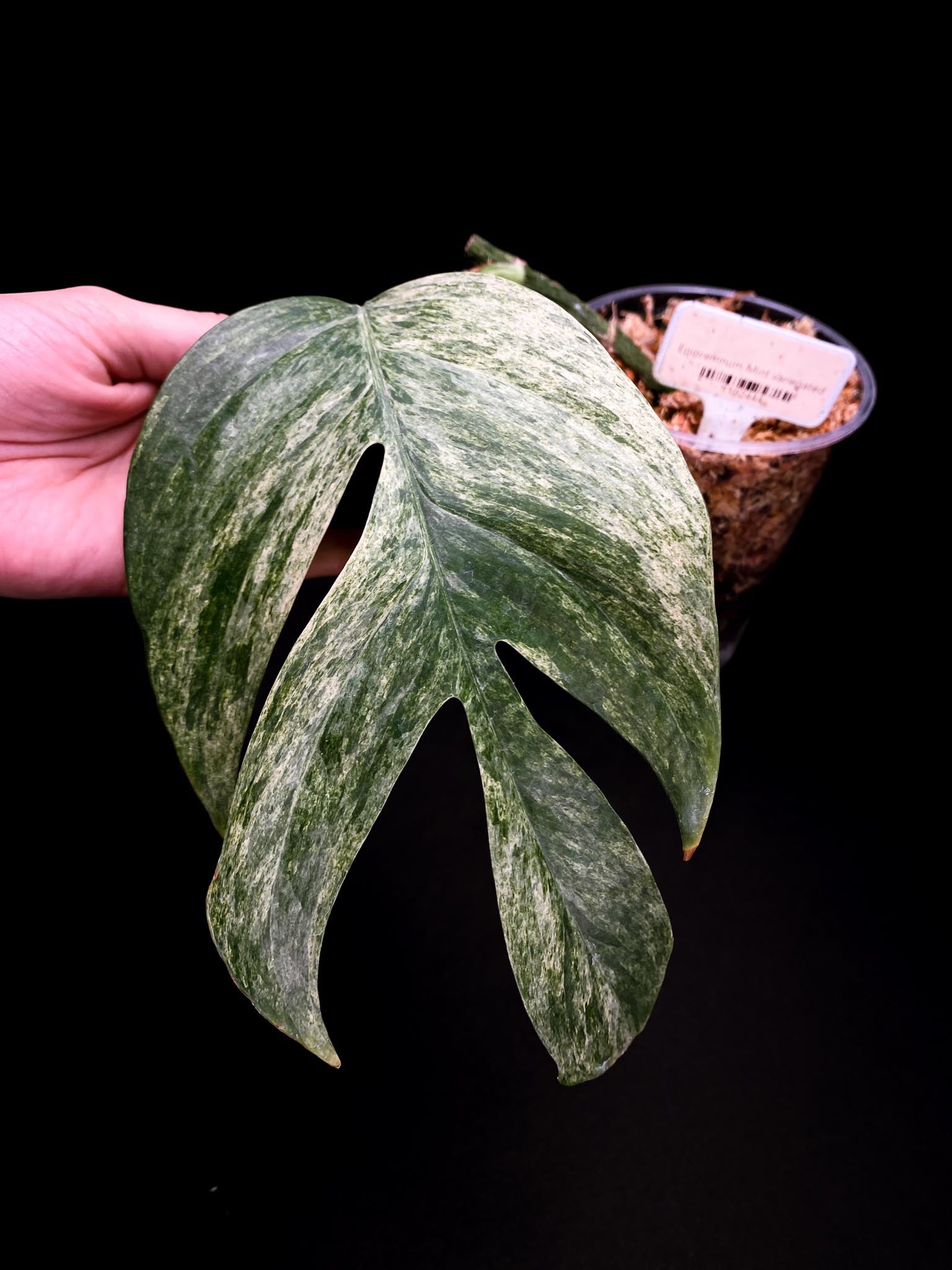 Epipremnum pINNATUM mint Variegated 1 Leaf 2 Nodes Rooted