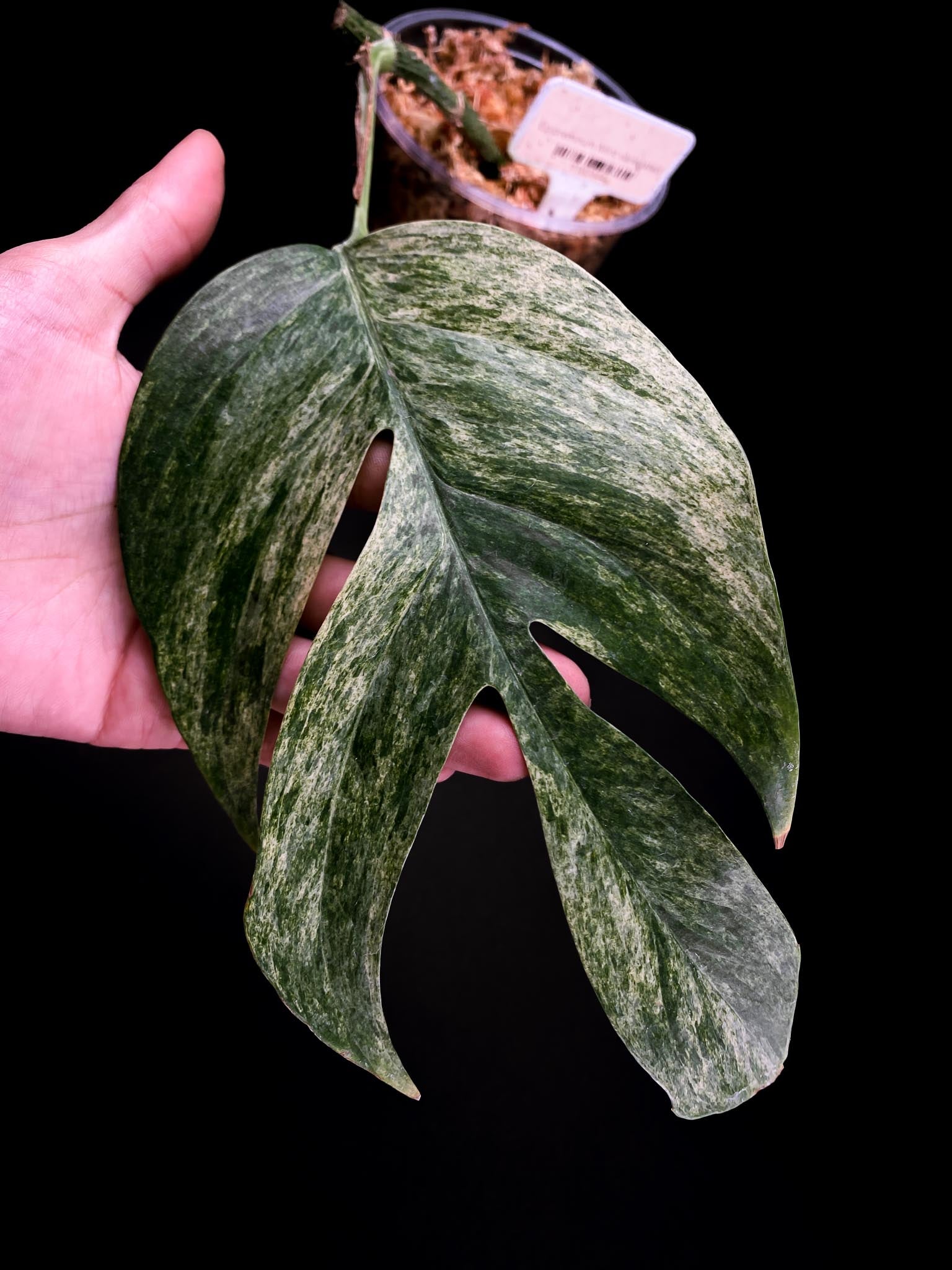 Epipremnum pINNATUM mint Variegated 1 Leaf 2 Nodes Rooted