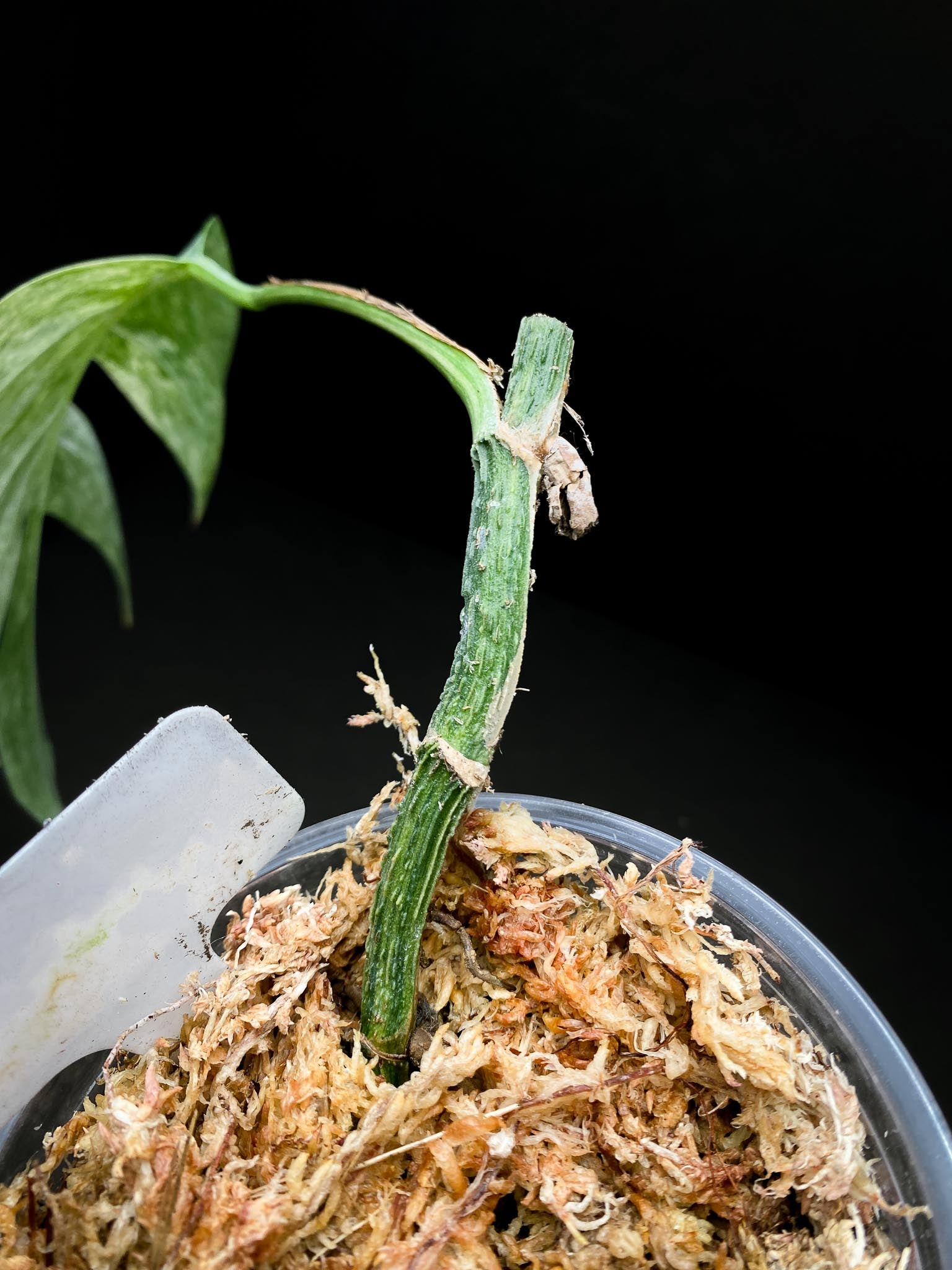 Epipremnum pINNATUM mint Variegated 1 Leaf 2 Nodes Rooted