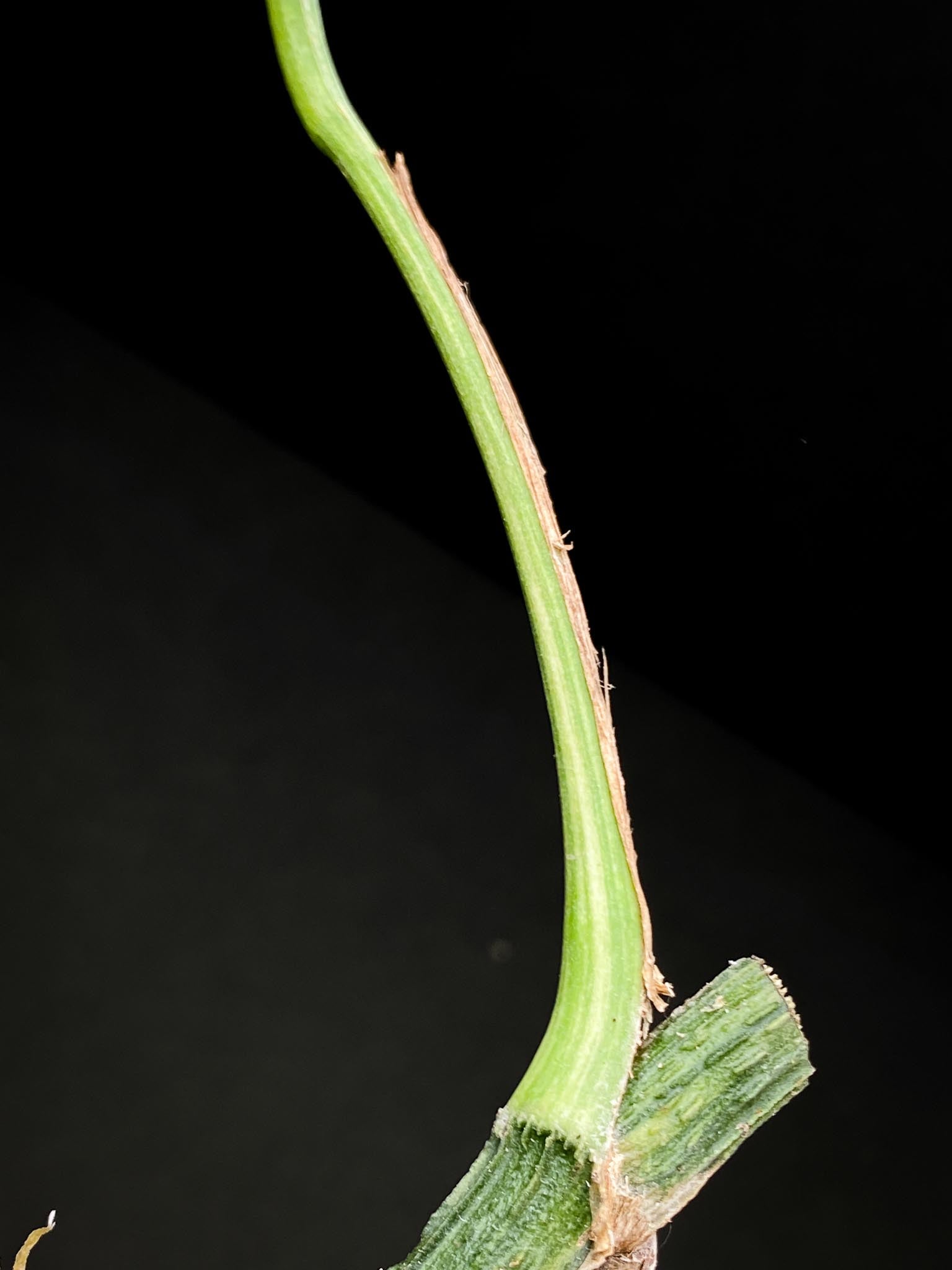 Epipremnum pINNATUM mint Variegated 1 Leaf 2 Nodes Rooted