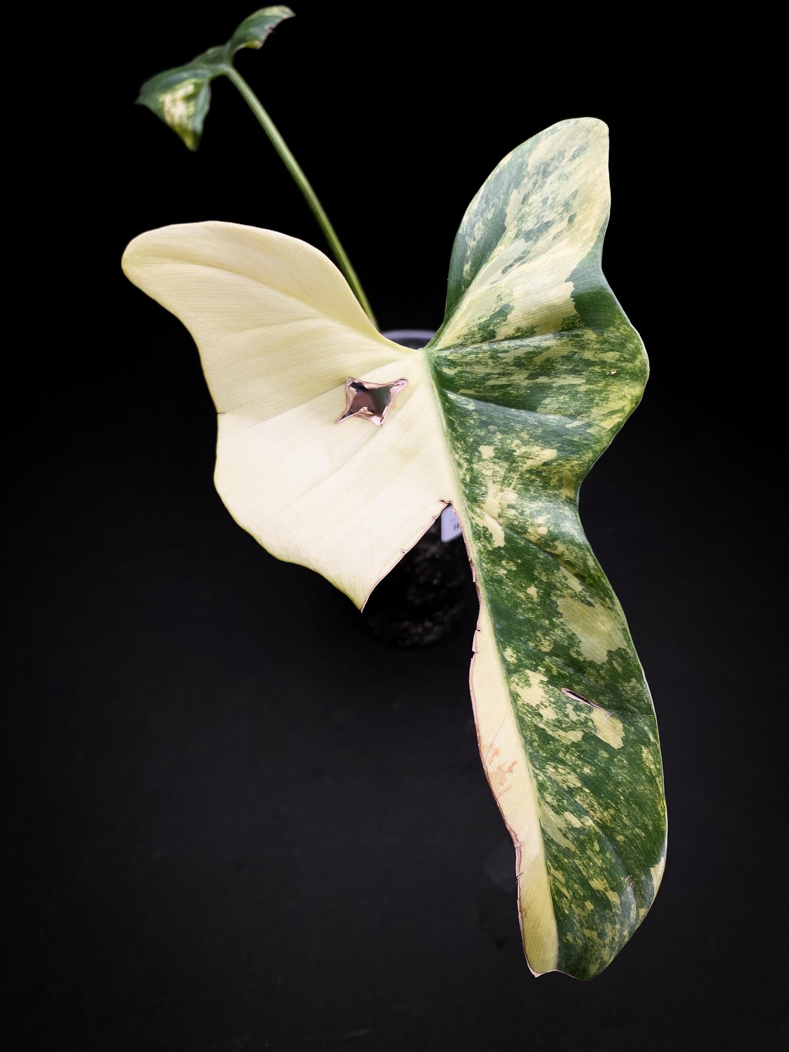 *Philodendron Bipennifolium Variegated 2 Leaves 2 Nodes Rooted