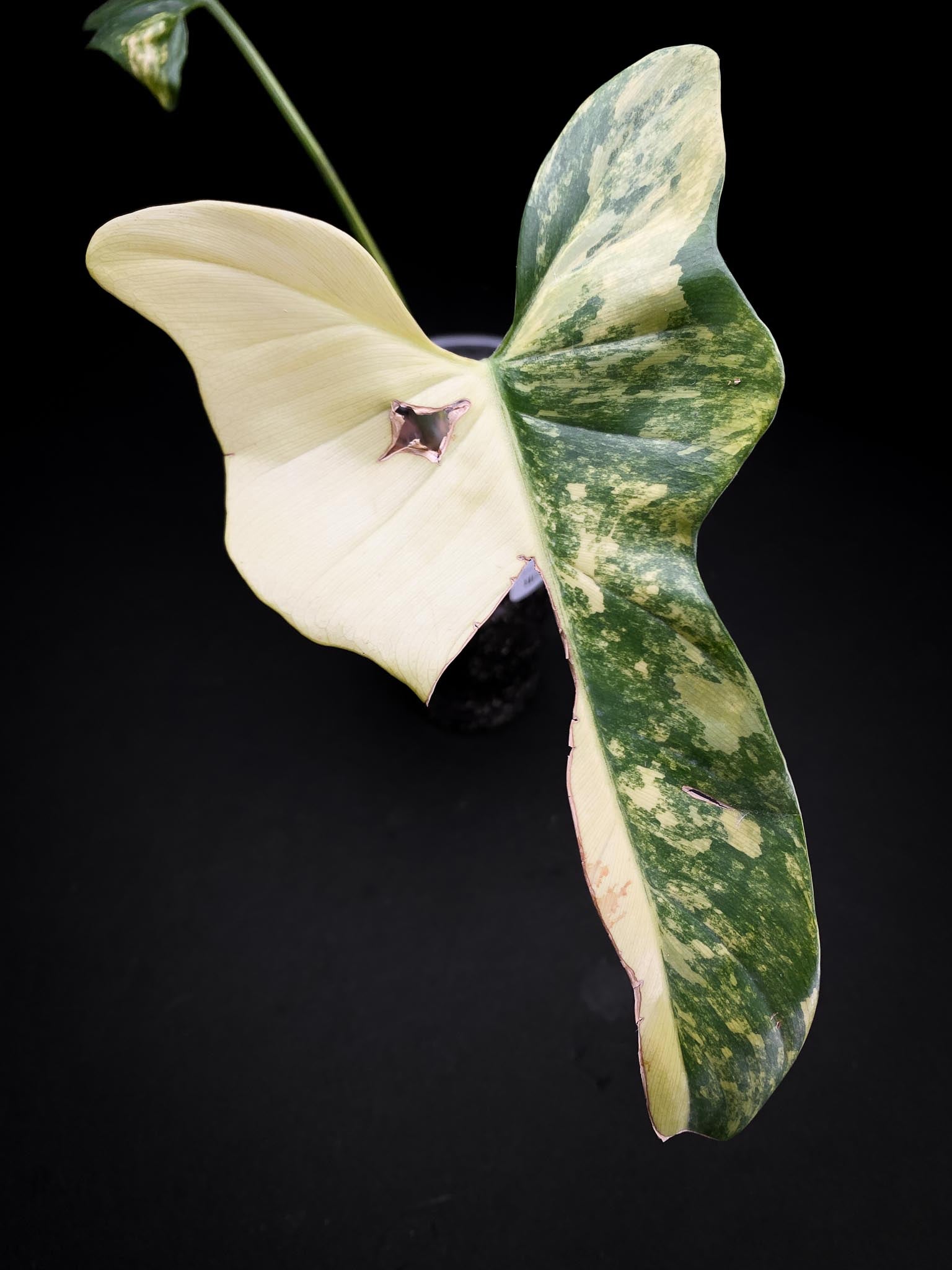 *Philodendron Bipennifolium Variegated 2 Leaves 2 Nodes Rooted