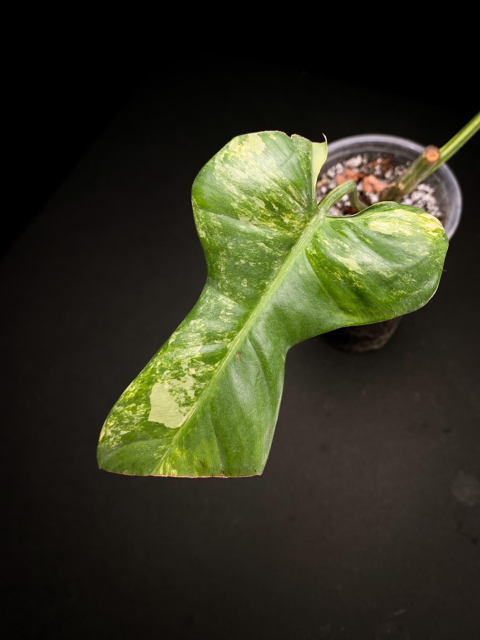 *Philodendron Bipennifolium Variegated 2 Leaves 2 Nodes Rooted