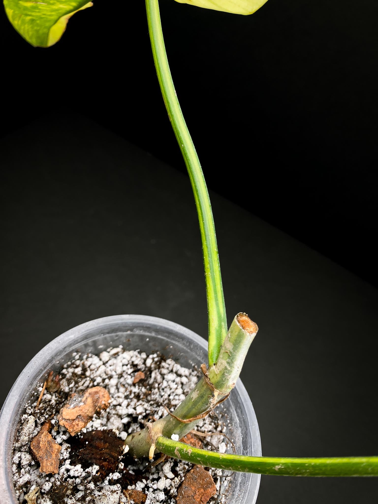 *Philodendron Bipennifolium Variegated 2 Leaves 2 Nodes Rooted