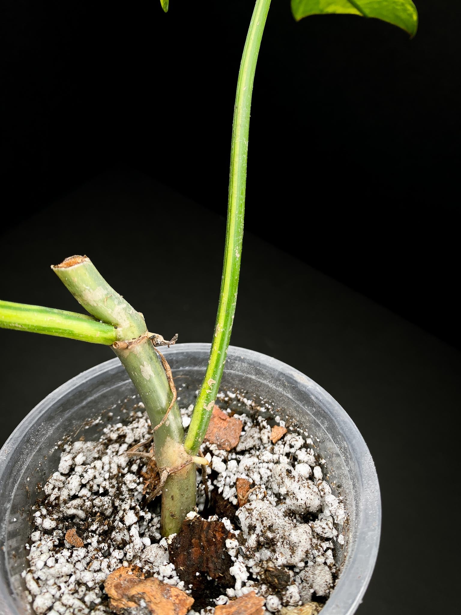 *Philodendron Bipennifolium Variegated 2 Leaves 2 Nodes Rooted