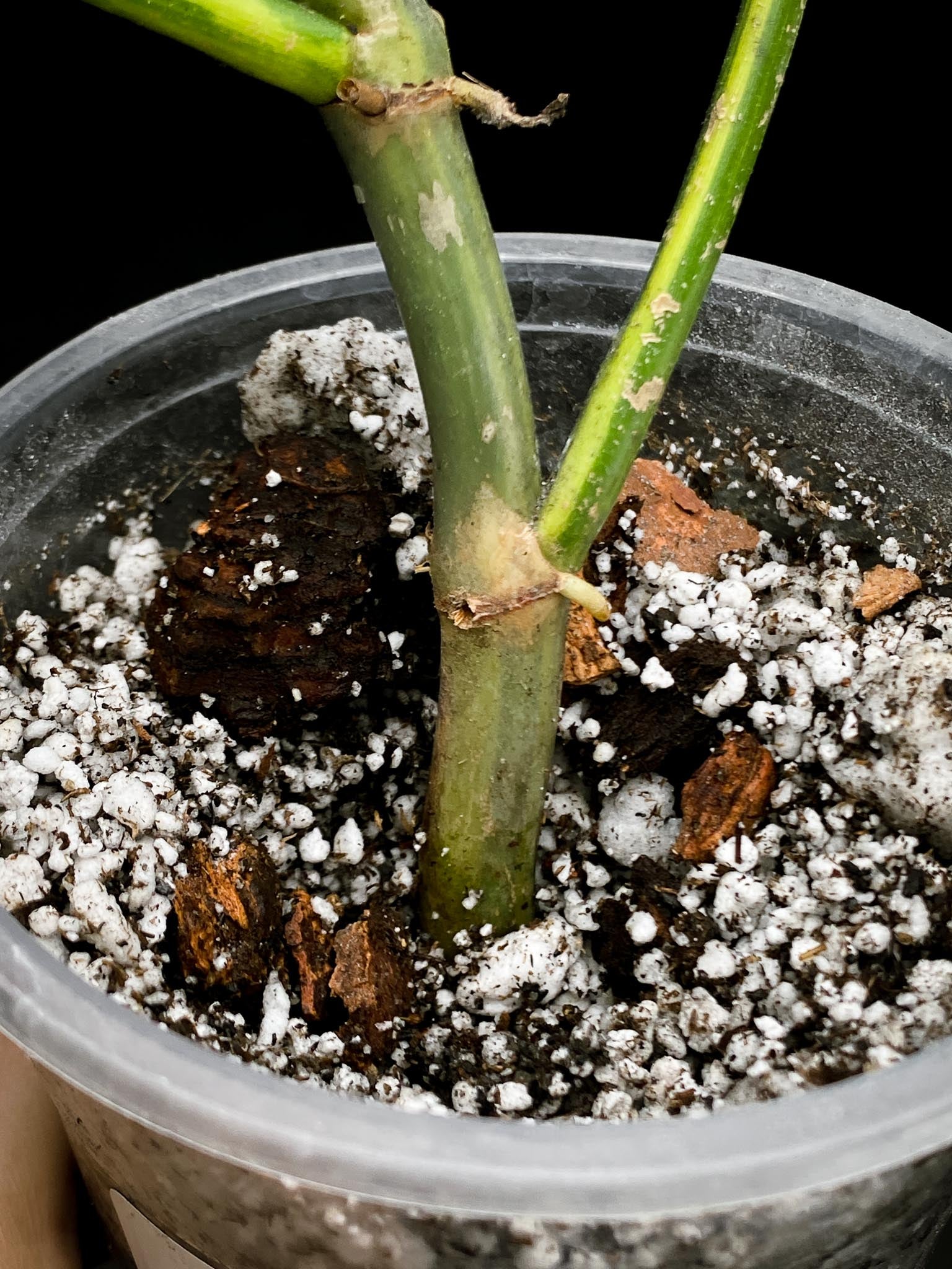 *Philodendron Bipennifolium Variegated 2 Leaves 2 Nodes Rooted
