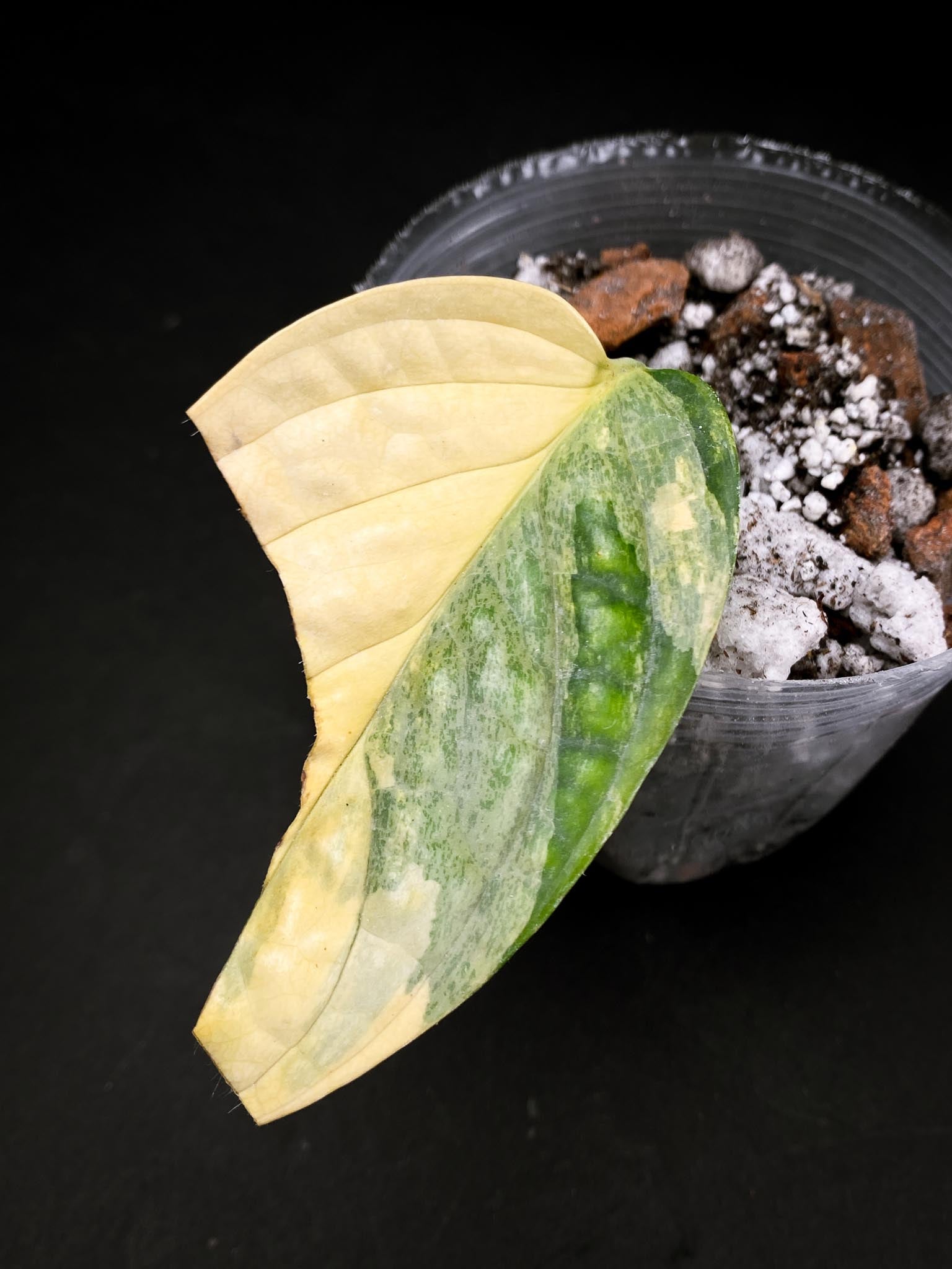 *Monstera Peru Variegated 1 Leaf 1 Node