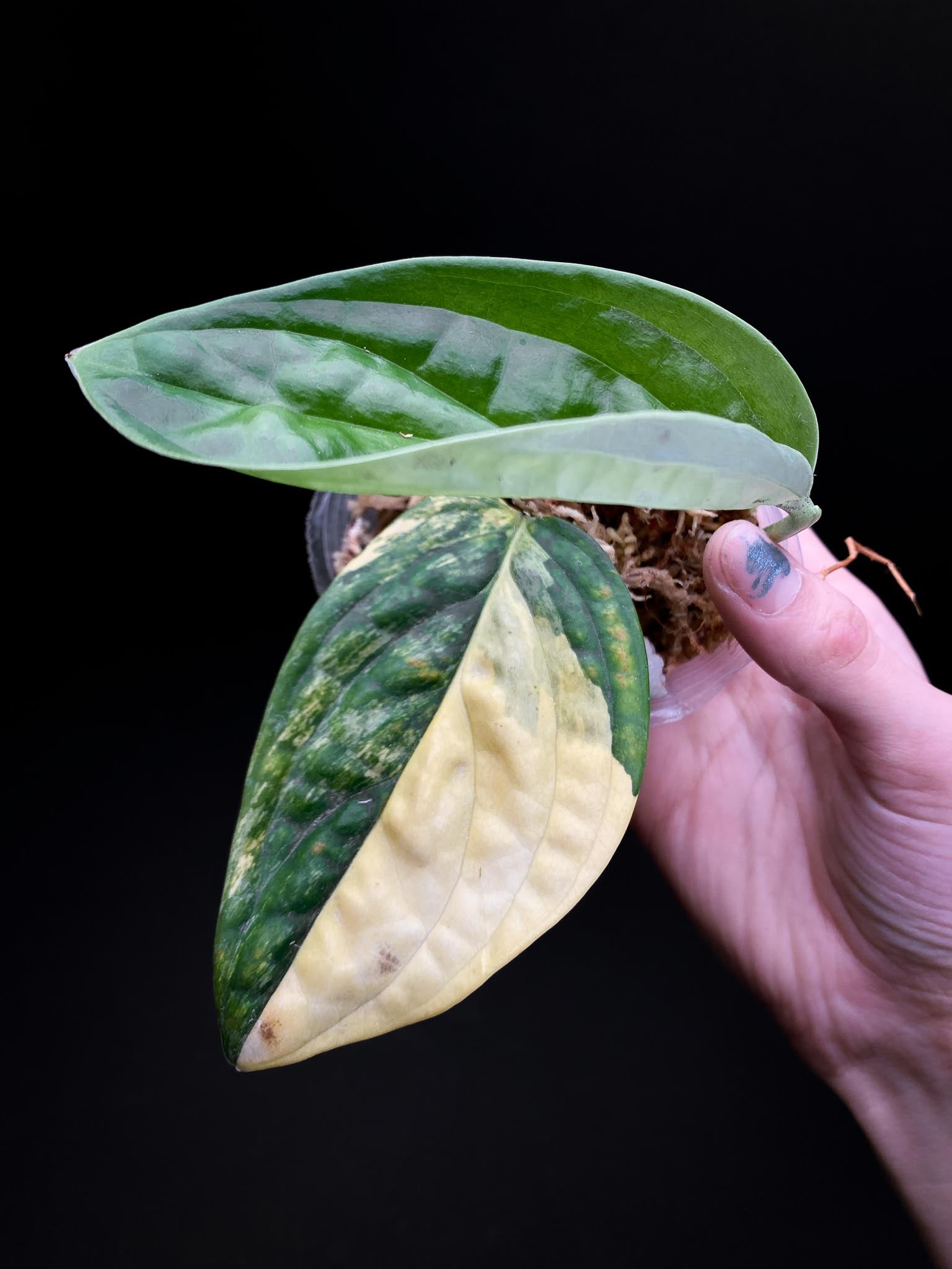 Monstera Peru Variegated 2 Leaves 2 Nodes Rooted