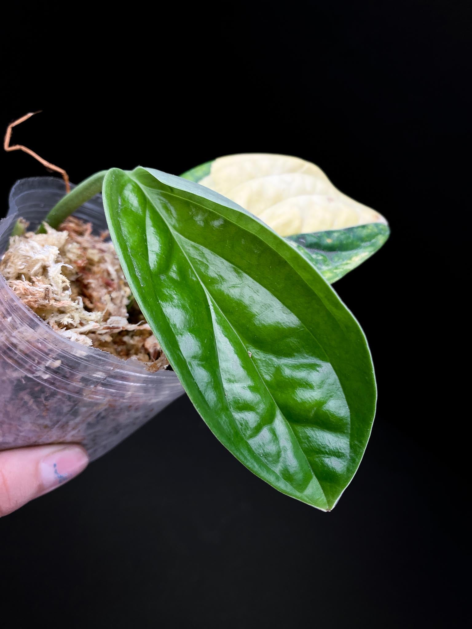 Monstera Peru Variegated 2 Leaves 2 Nodes Rooted