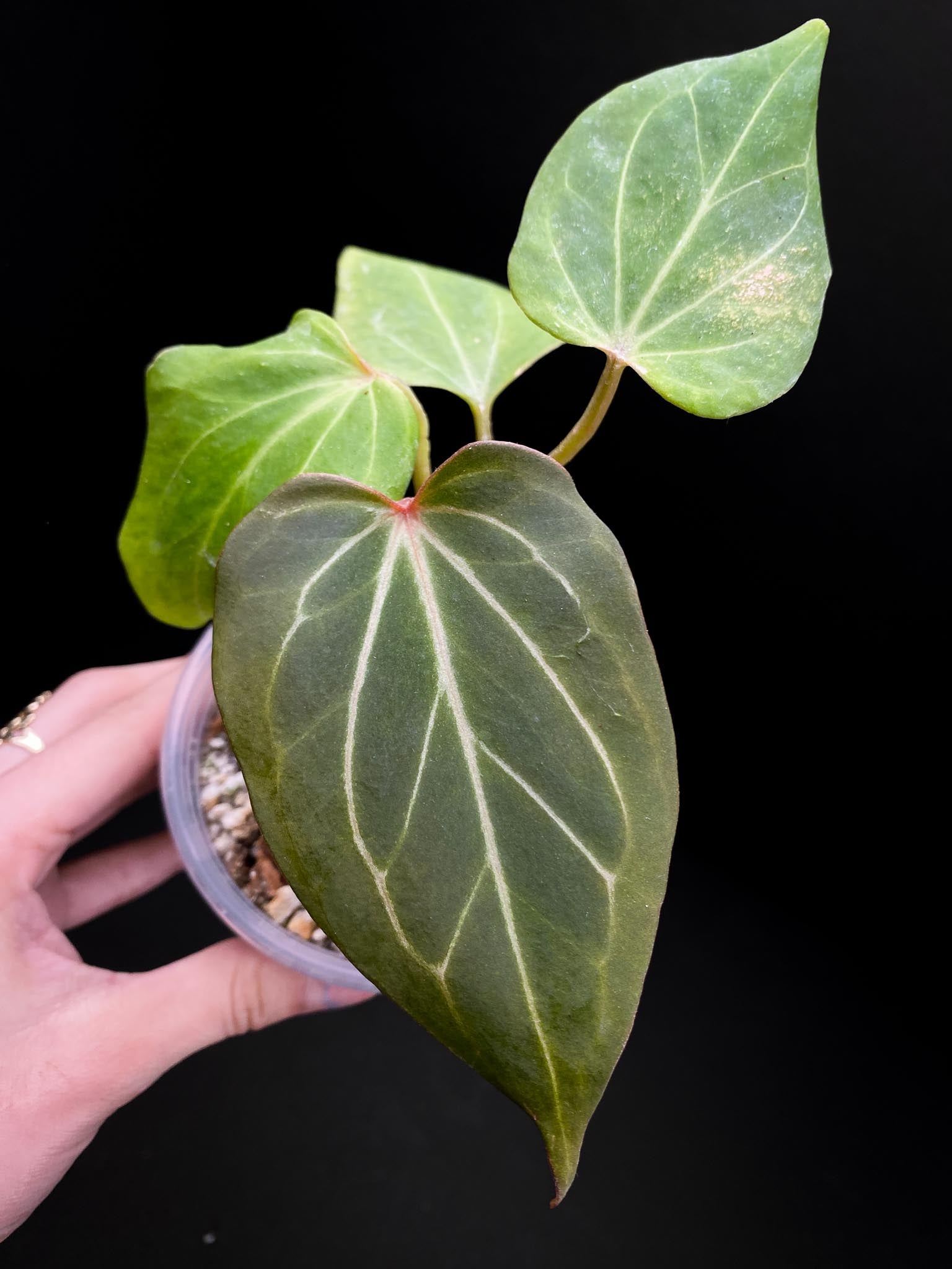 Anthurium king of spades butterfly 4 Leaves 4 Nodes 1 Growing Bud Rooted