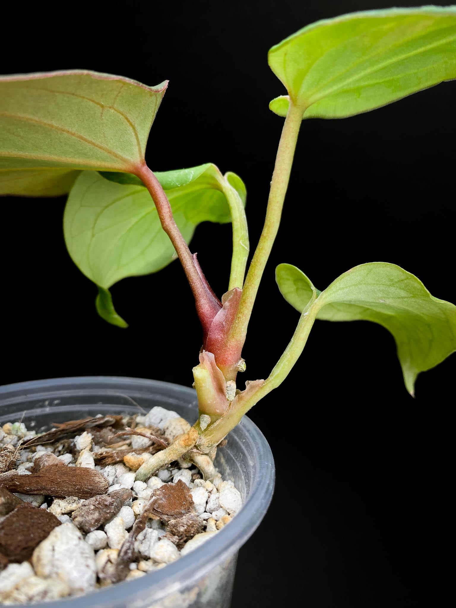 Anthurium king of spades butterfly 4 Leaves 4 Nodes 1 Growing Bud Rooted