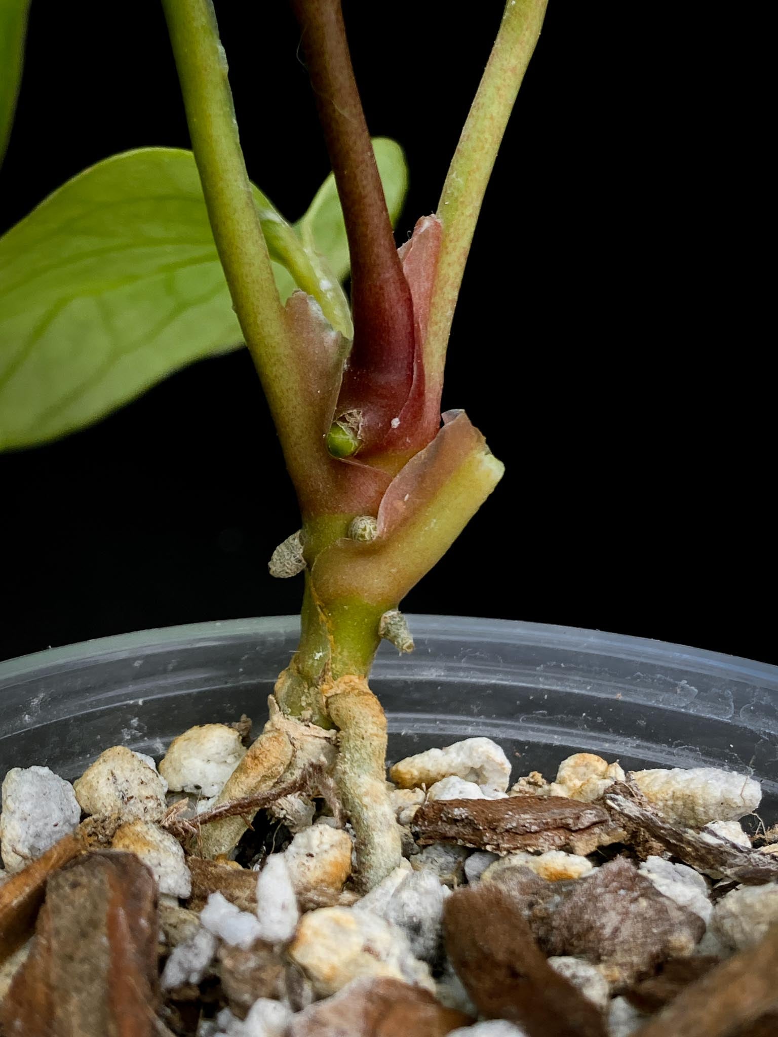 Anthurium king of spades butterfly 4 Leaves 4 Nodes 1 Growing Bud Rooted