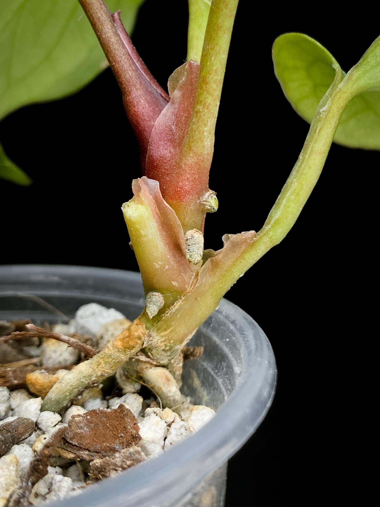 Anthurium king of spades butterfly 4 Leaves 4 Nodes 1 Growing Bud Rooted