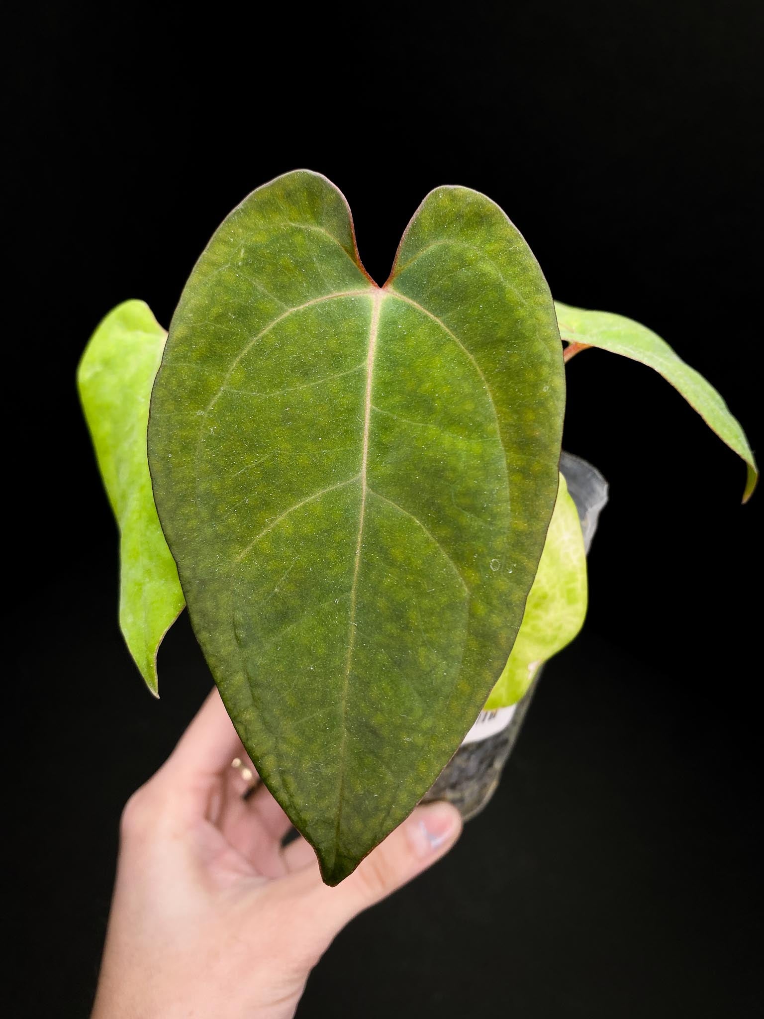 Anthurium Red vein Dark phoenix x Dark phoenix Multiple leaves Multiple Nodes 1 Sprout Rooted
