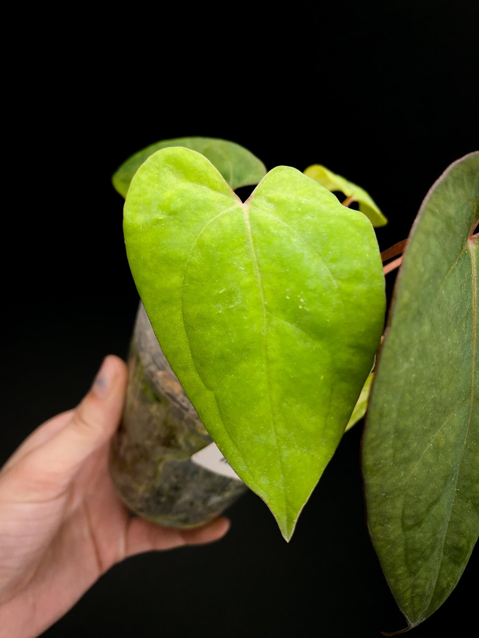 Anthurium Red vein Dark phoenix x Dark phoenix Multiple leaves Multiple Nodes 1 Sprout Rooted