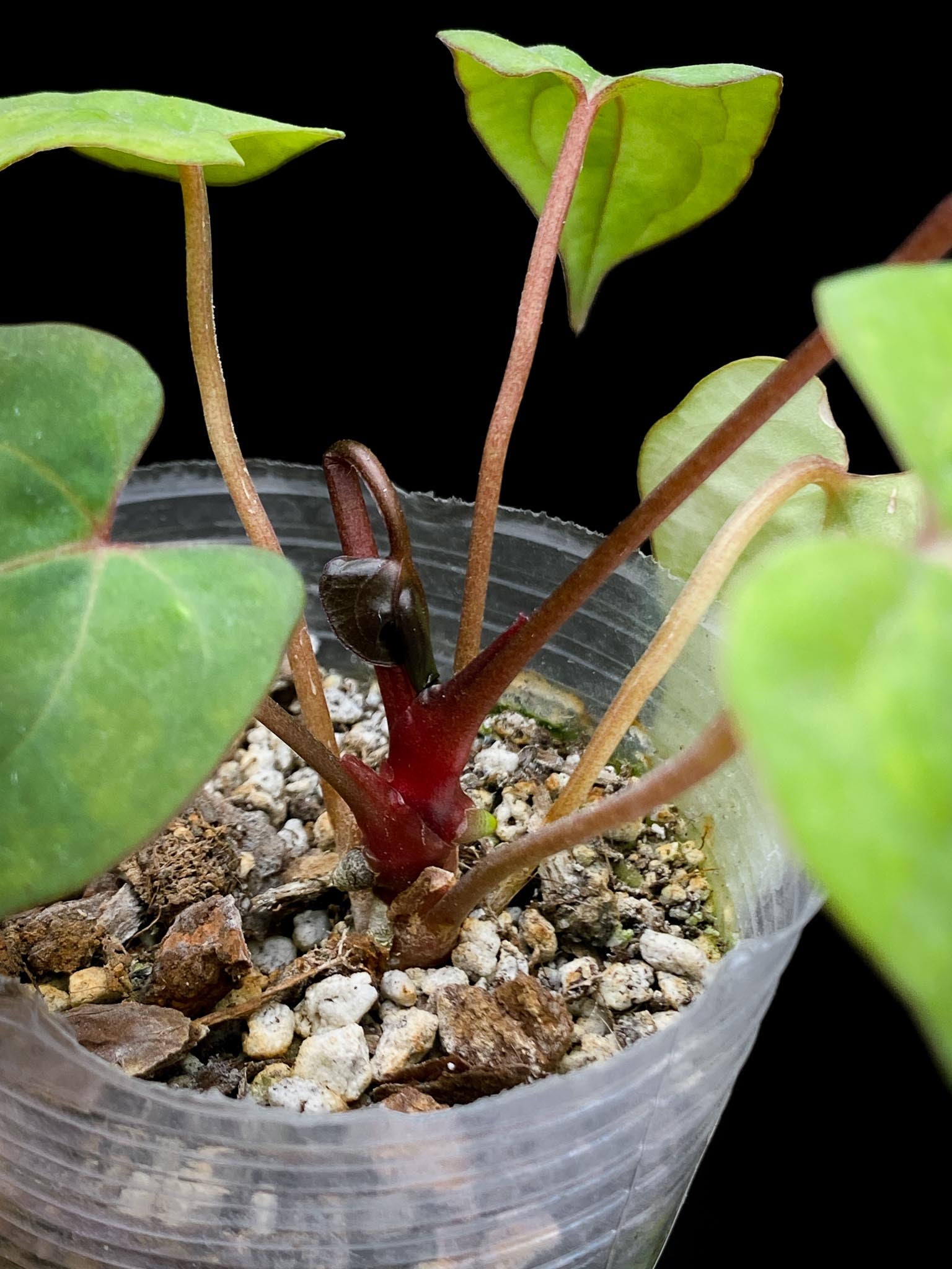 Anthurium Red vein Dark phoenix x Dark phoenix Multiple leaves Multiple Nodes 1 Sprout Rooted