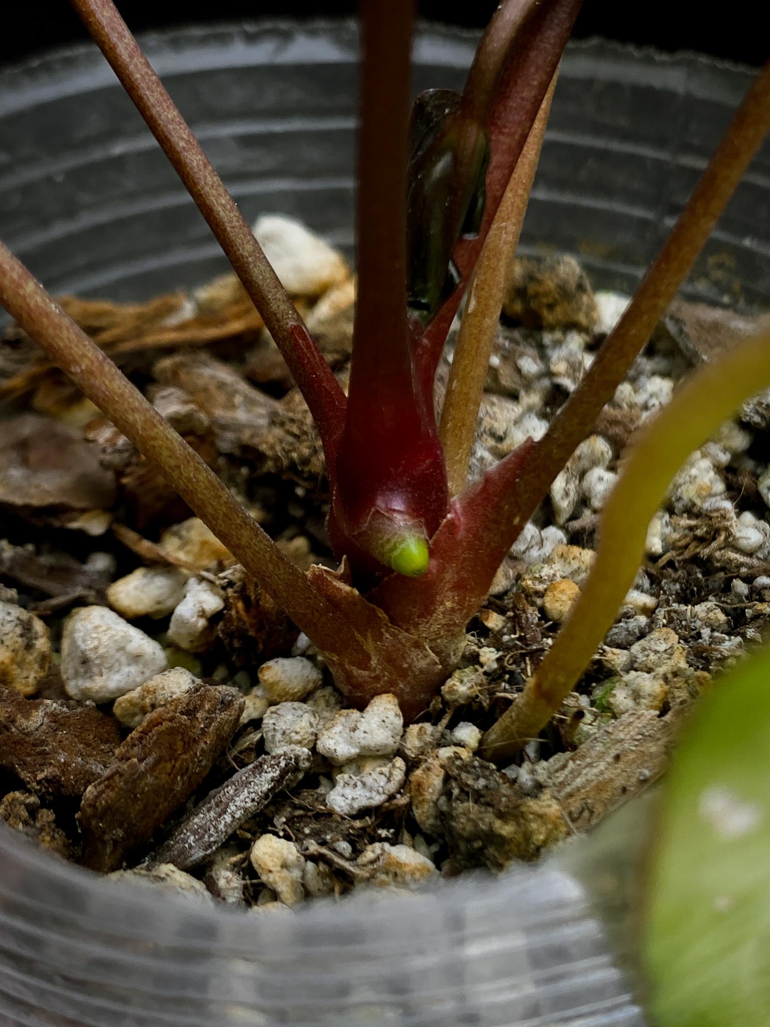Anthurium Red vein Dark phoenix x Dark phoenix Multiple leaves Multiple Nodes 1 Sprout Rooted