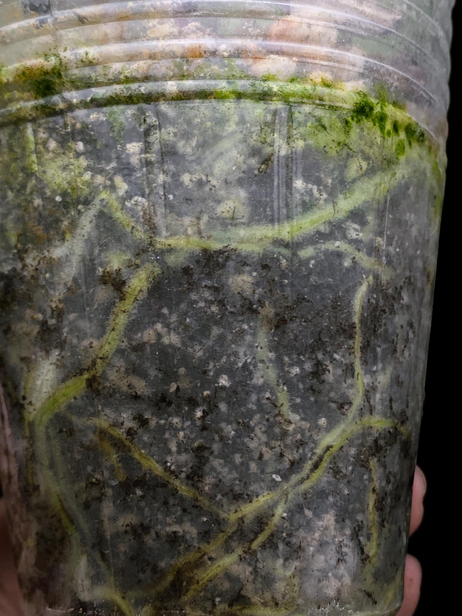 Anthurium Red vein Dark phoenix x Dark phoenix Multiple leaves Multiple Nodes 1 Sprout Rooted
