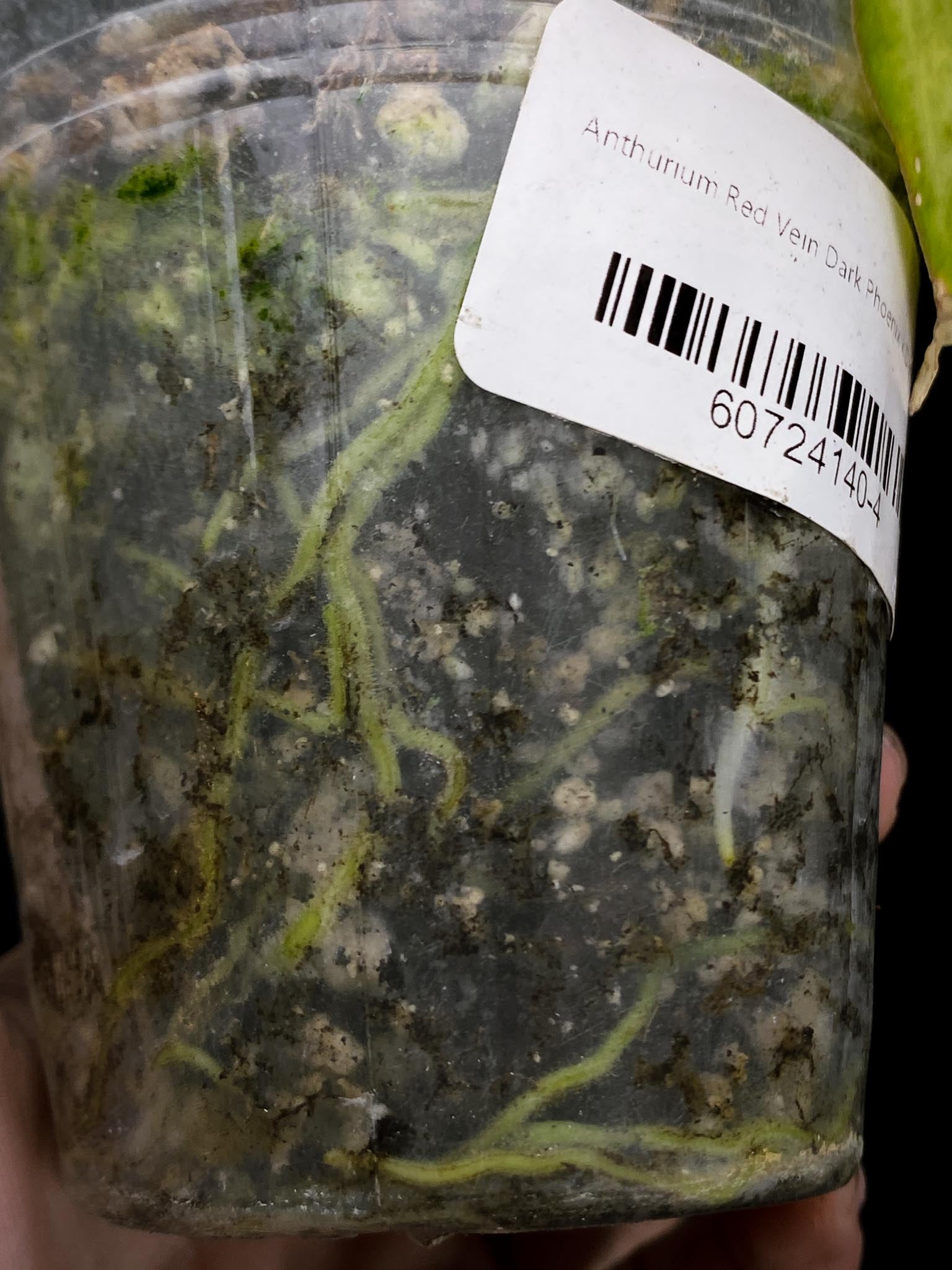 Anthurium Red vein Dark phoenix x Dark phoenix Multiple leaves Multiple Nodes 1 Sprout Rooted