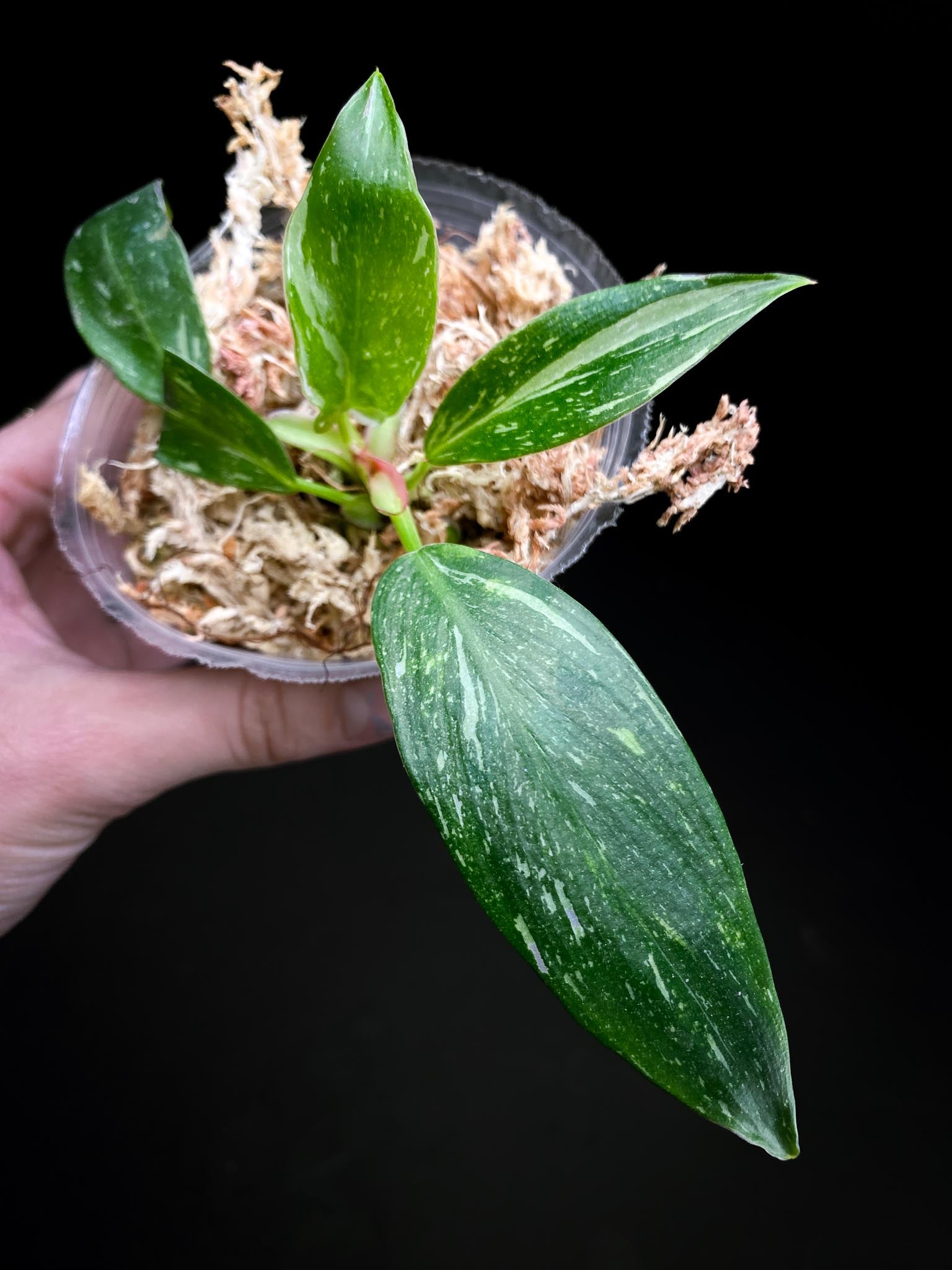 Philodendron white princess tricolor 5 Leaves 5 Nodes top cutting Rooted