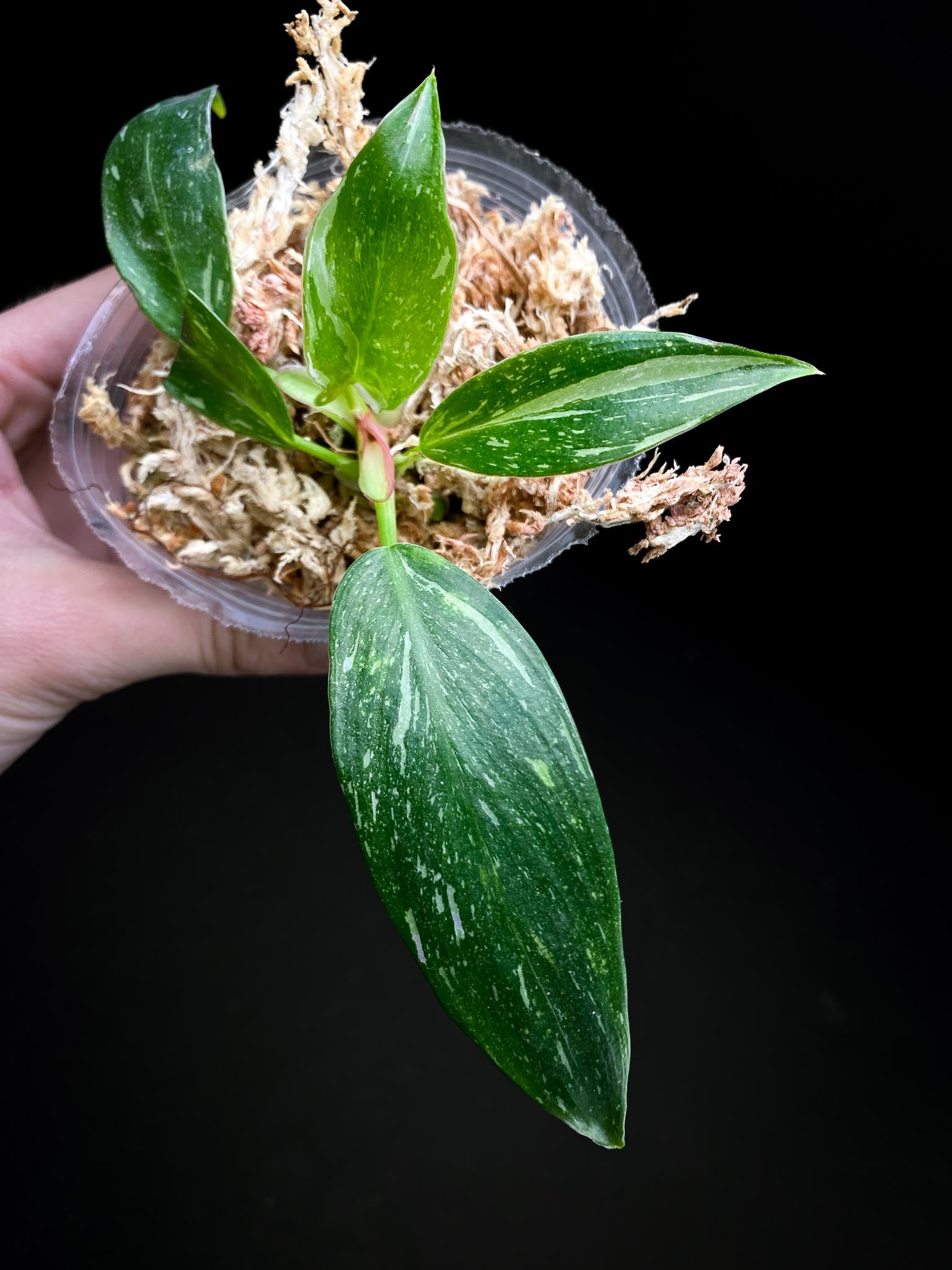 Philodendron white princess tricolor 5 Leaves 5 Nodes top cutting Rooted