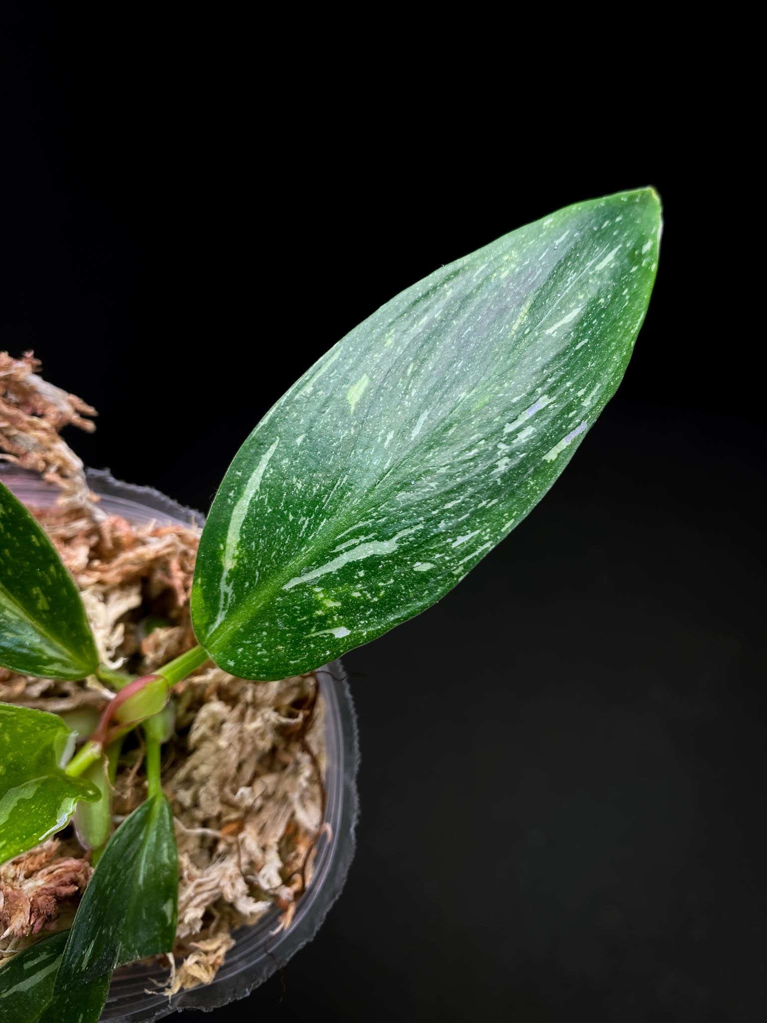 Philodendron white princess tricolor 5 Leaves 5 Nodes top cutting Rooted