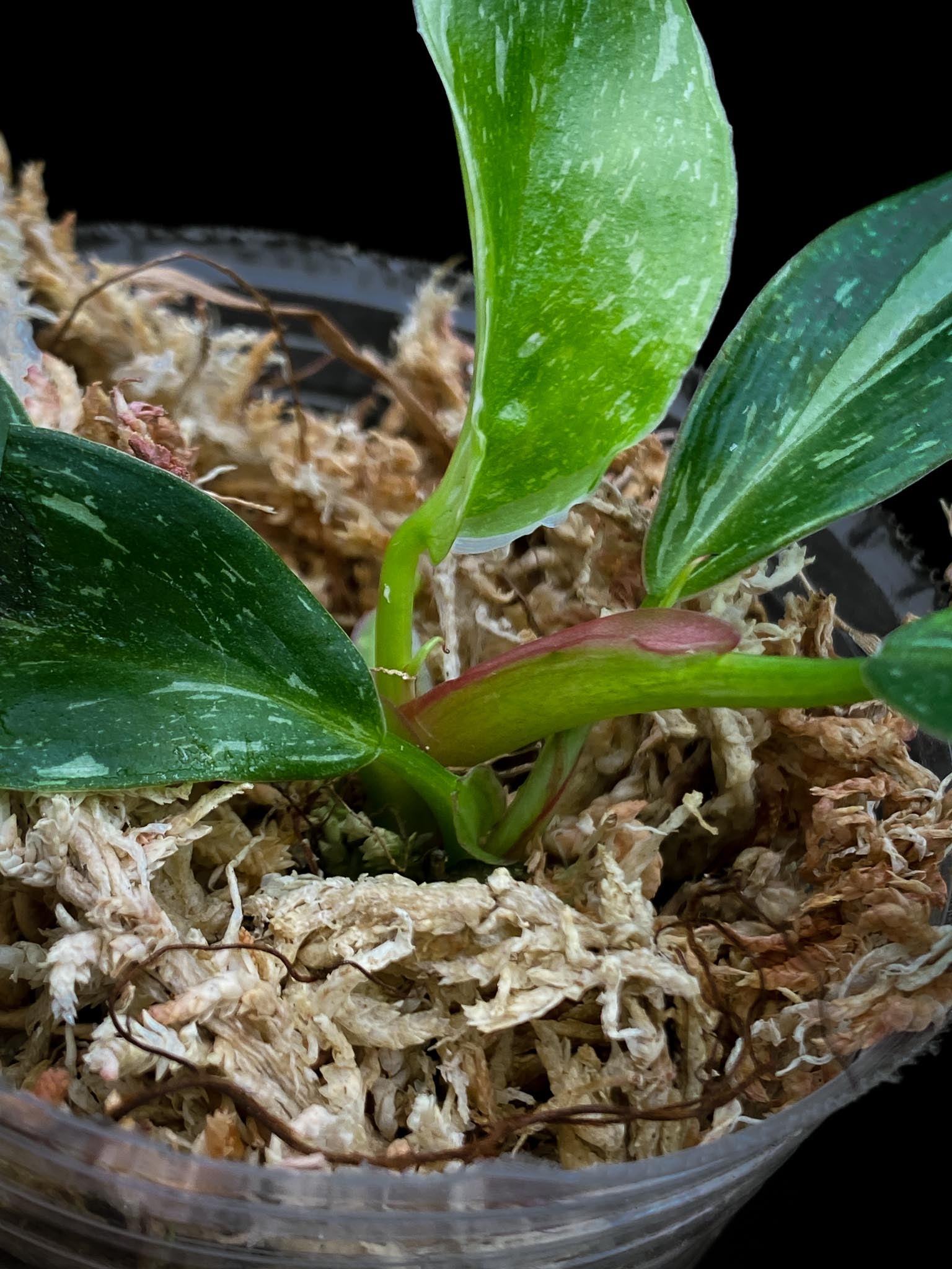Philodendron white princess tricolor 5 Leaves 5 Nodes top cutting Rooted