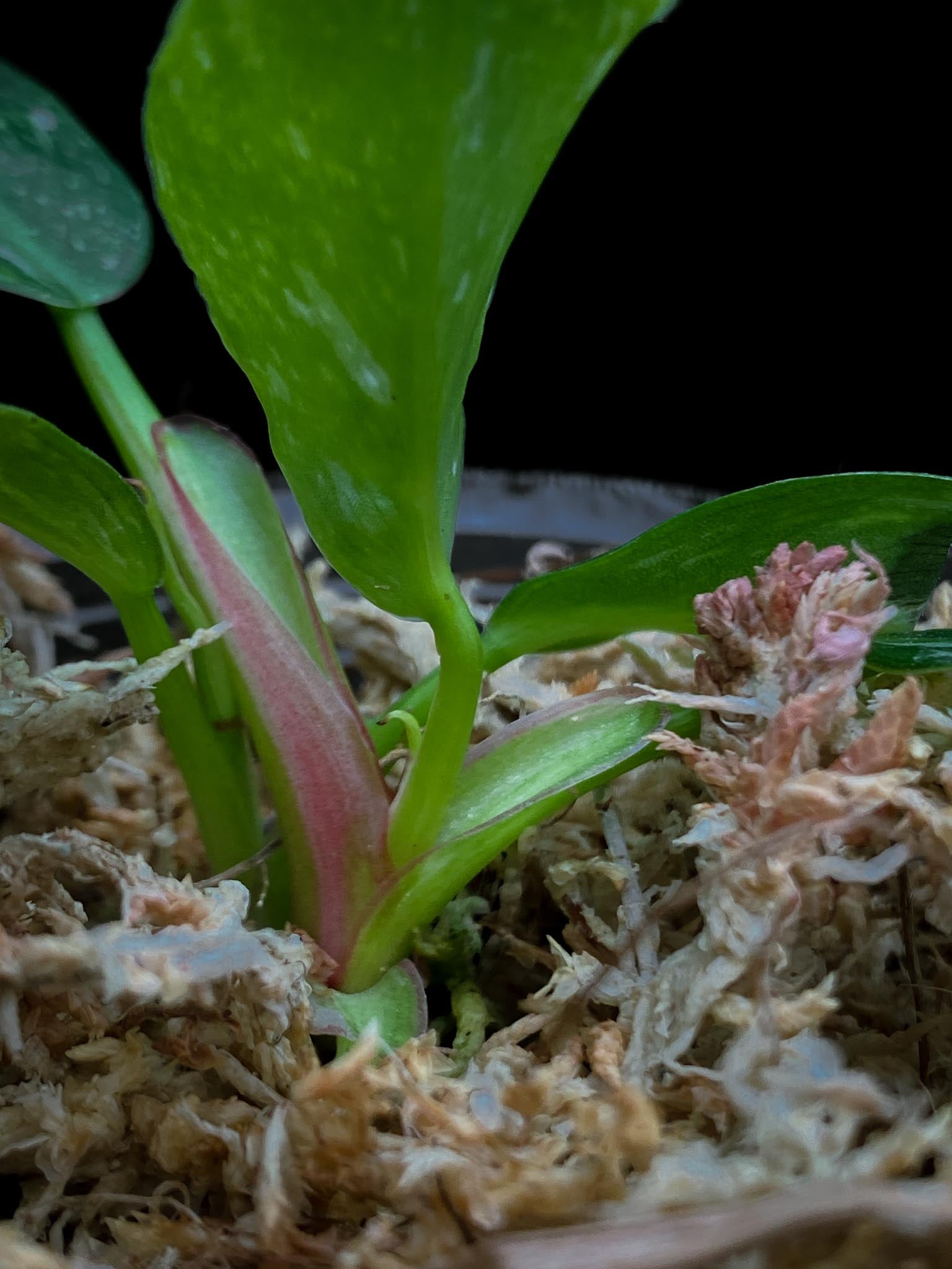 Philodendron white princess tricolor 5 Leaves 5 Nodes top cutting Rooted