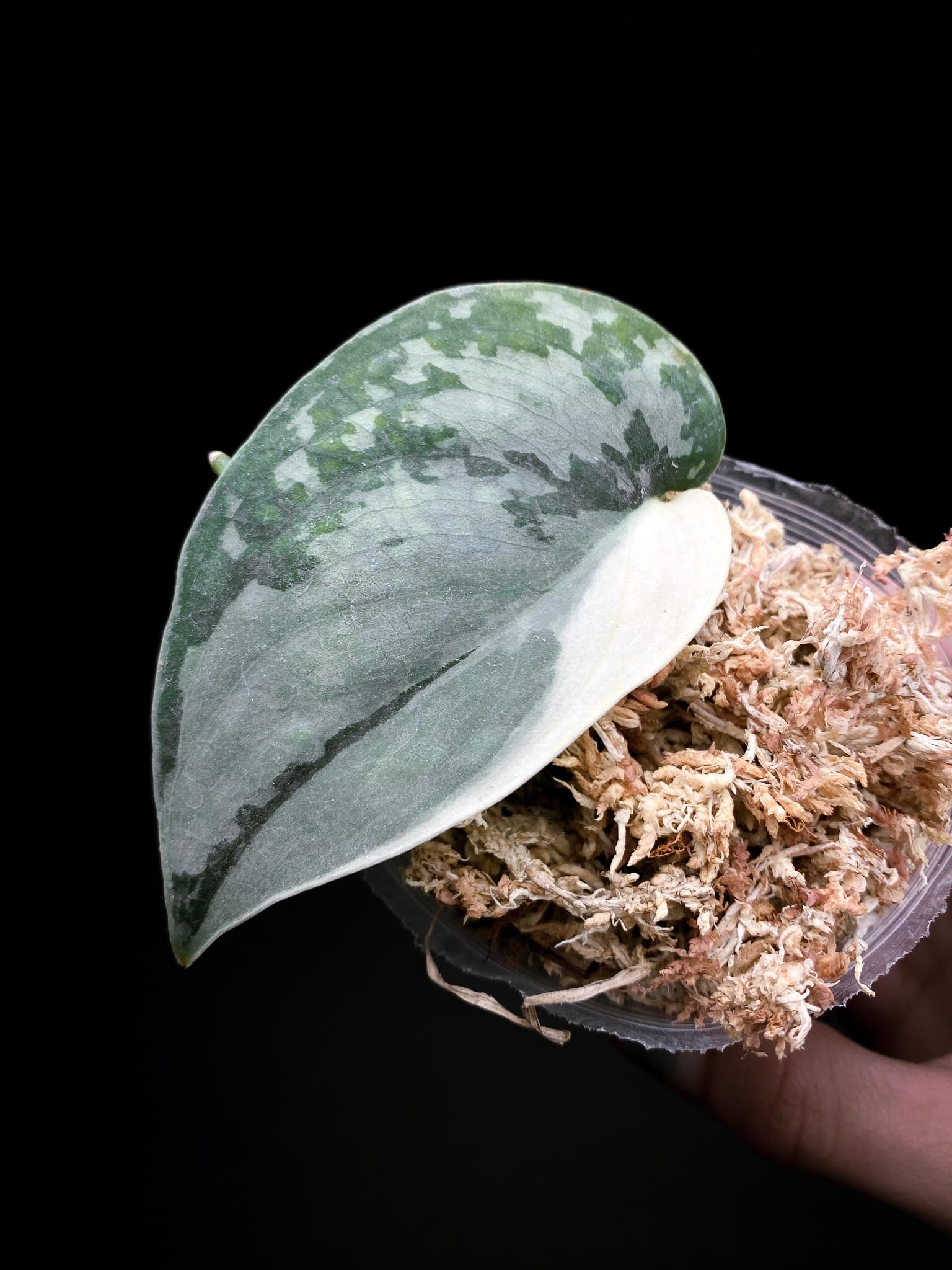 *Scindapsus Mayari Variegated 1 Leaf 1 Node Rooted