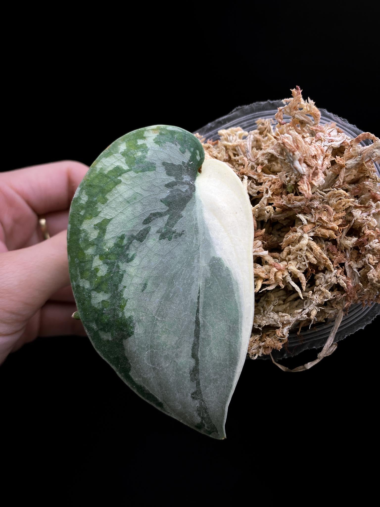 *Scindapsus Mayari Variegated 1 Leaf 1 Node Rooted