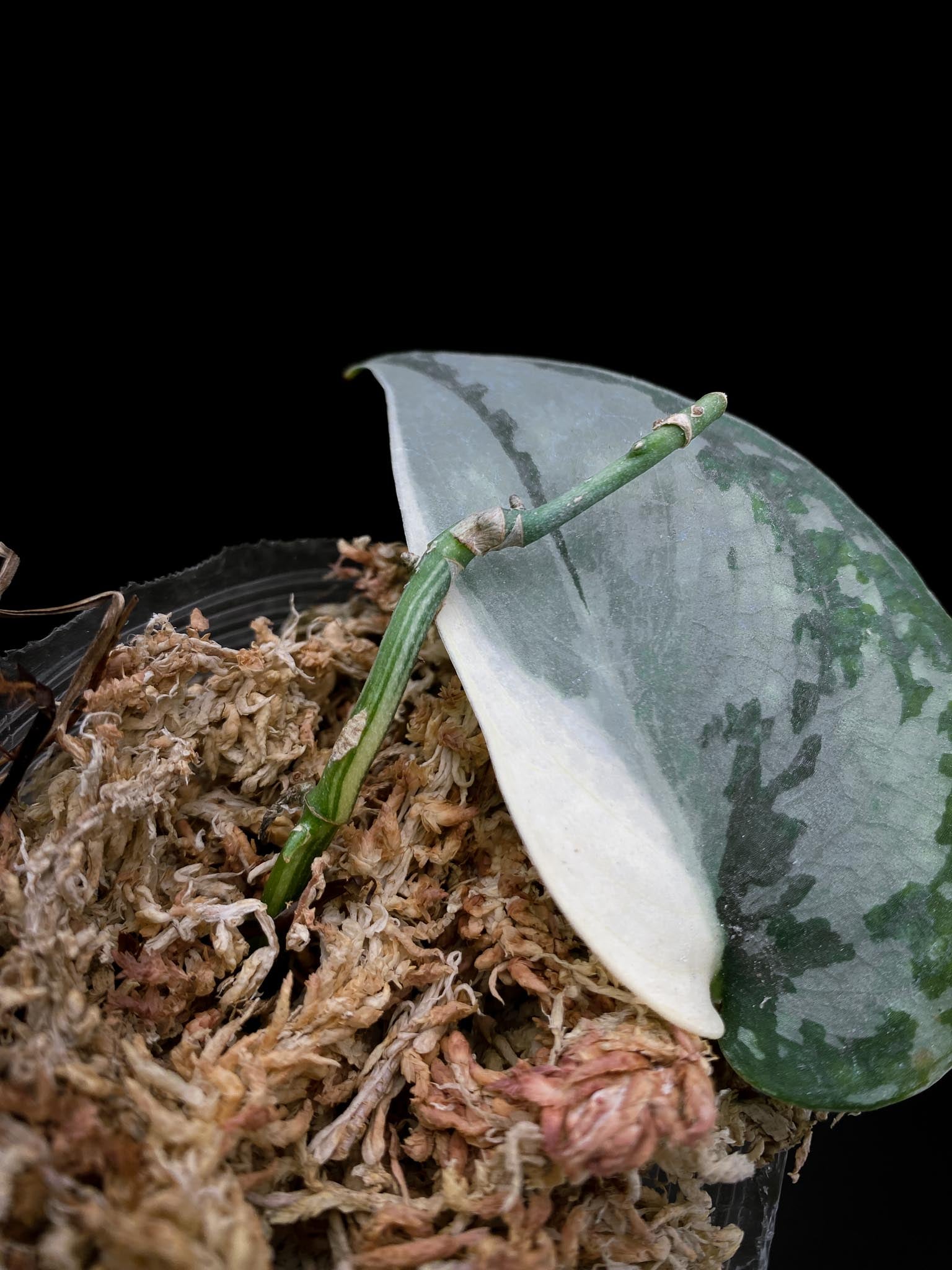*Scindapsus Mayari Variegated 1 Leaf 1 Node Rooted